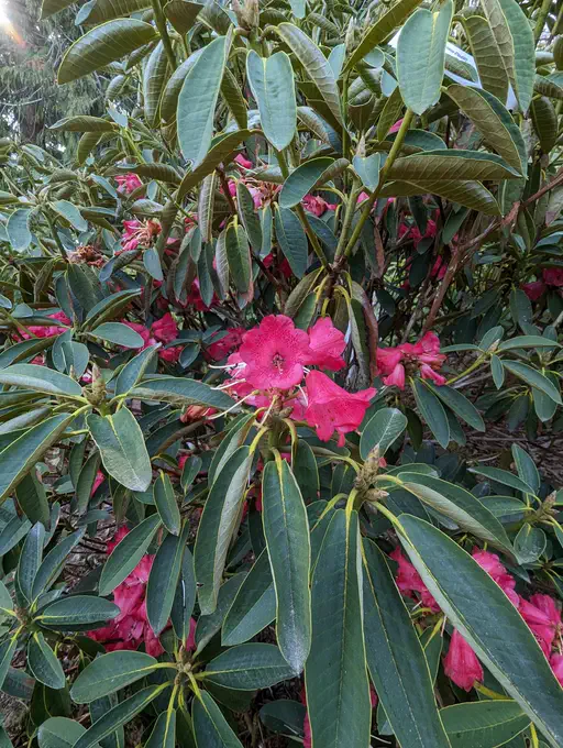 Photo of R. sikkimense, Natural Hybrid