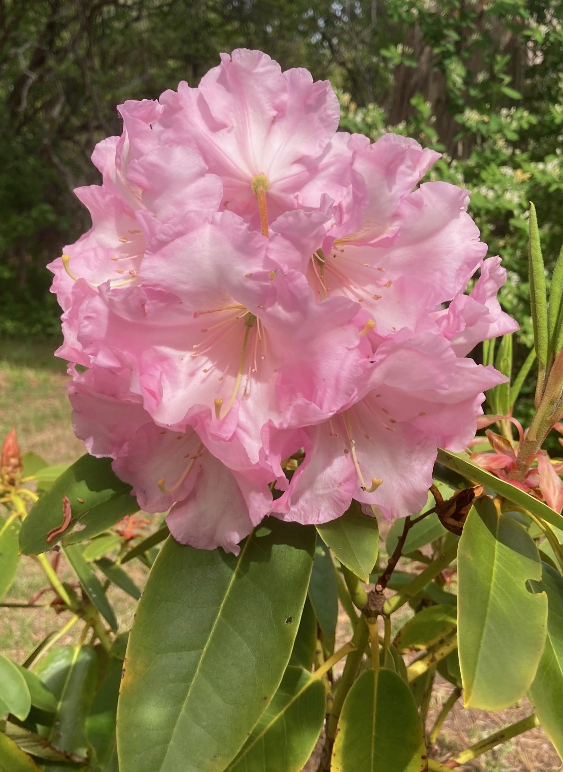 Rhododendron Marshfield photo