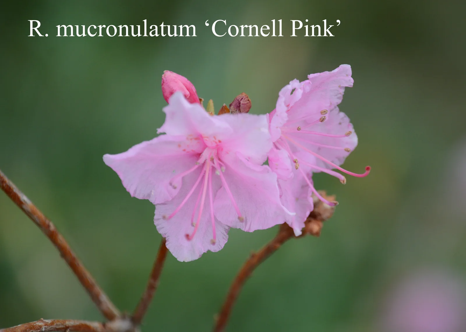 R. mucronulatum var mucronulatum 'Cornell Pink' photo of R. mucronulatum var mucronulatum 'Cornell Pink'. Location: Fearing's Farm Nursery, Abbotsford, BC, Canada. Photo by: Harold Fearing