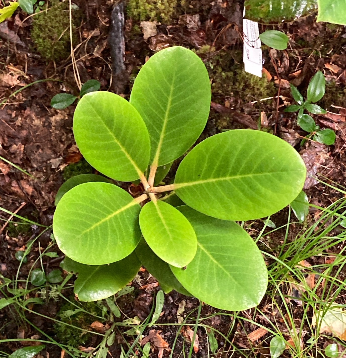 Rhododendron shanii photo