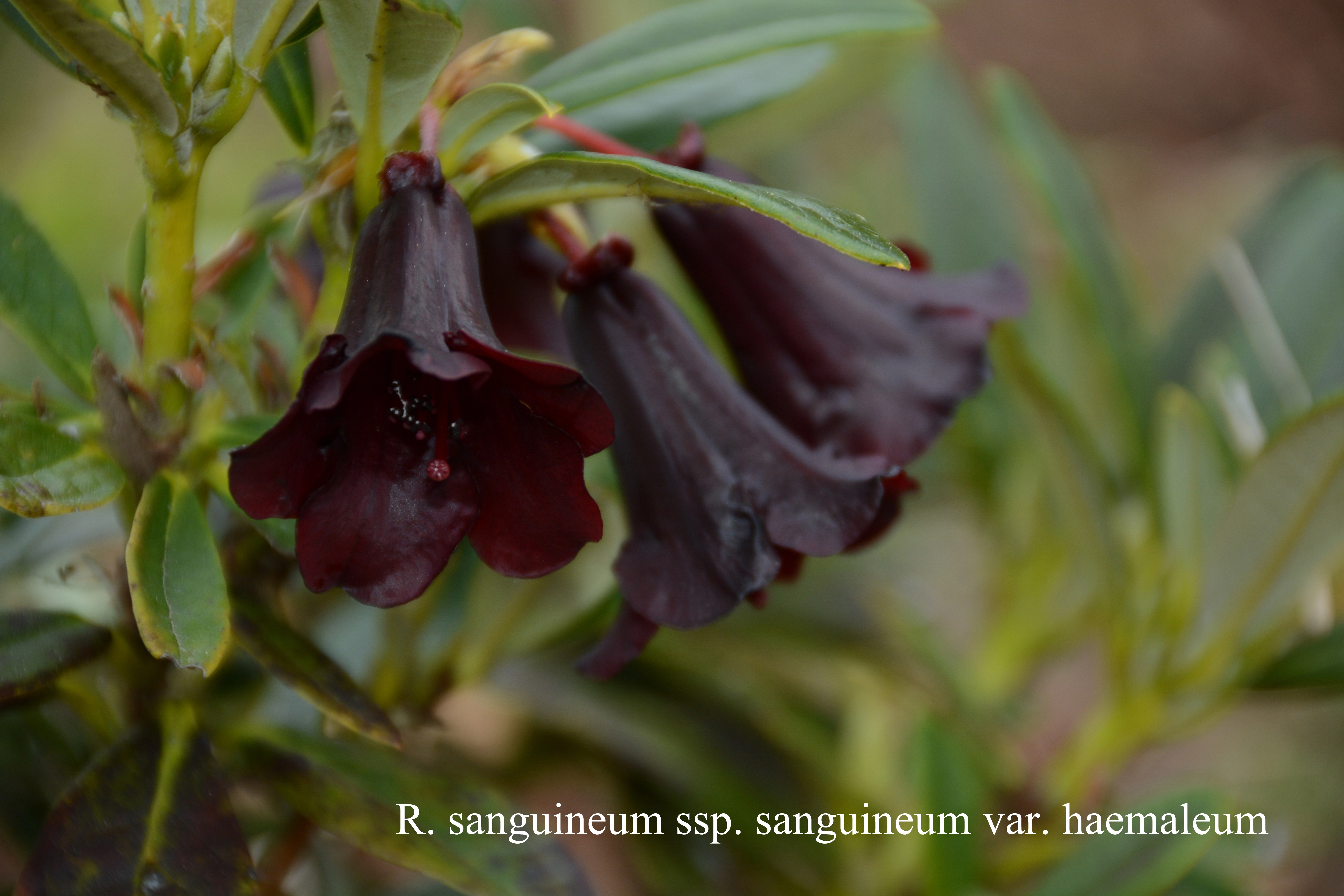 Rhododendron sanguineum ssp sanguineum var haemaleum photo