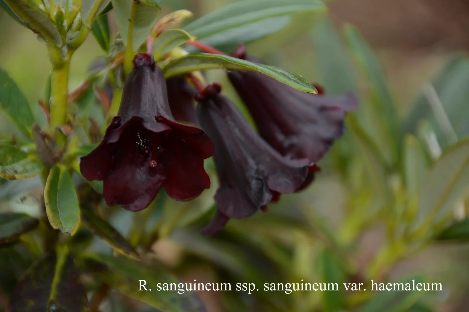 R. sanguineum ssp sanguineum var haemaleum photo of R. sanguineum ssp sanguineum var haemaleum. Location: Fearing's Farm Nursery, Abbotsford, BC, Canada. Photo by: Harold Fearing