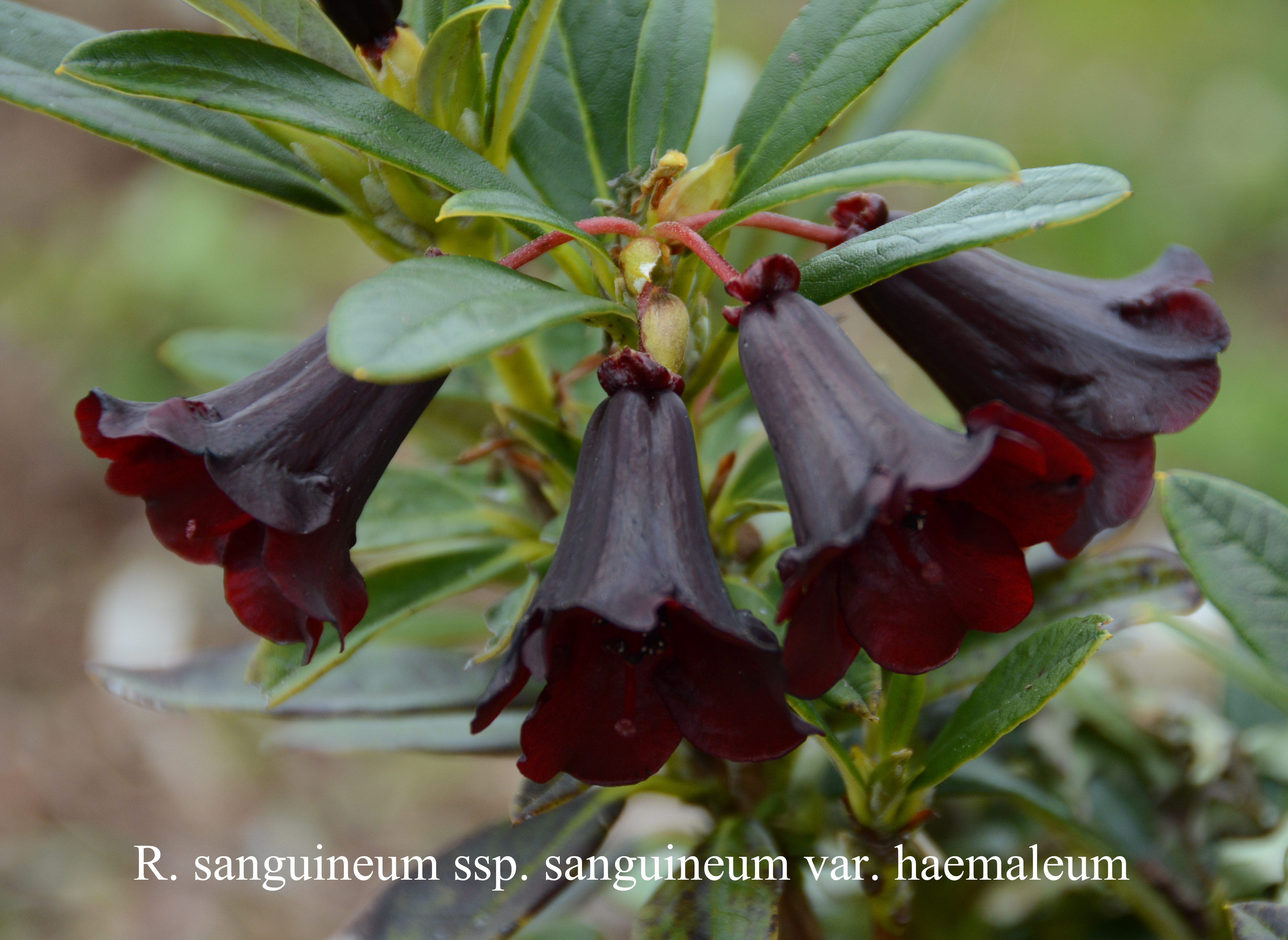 Rhododendron sanguineum ssp sanguineum var haemaleum photo
