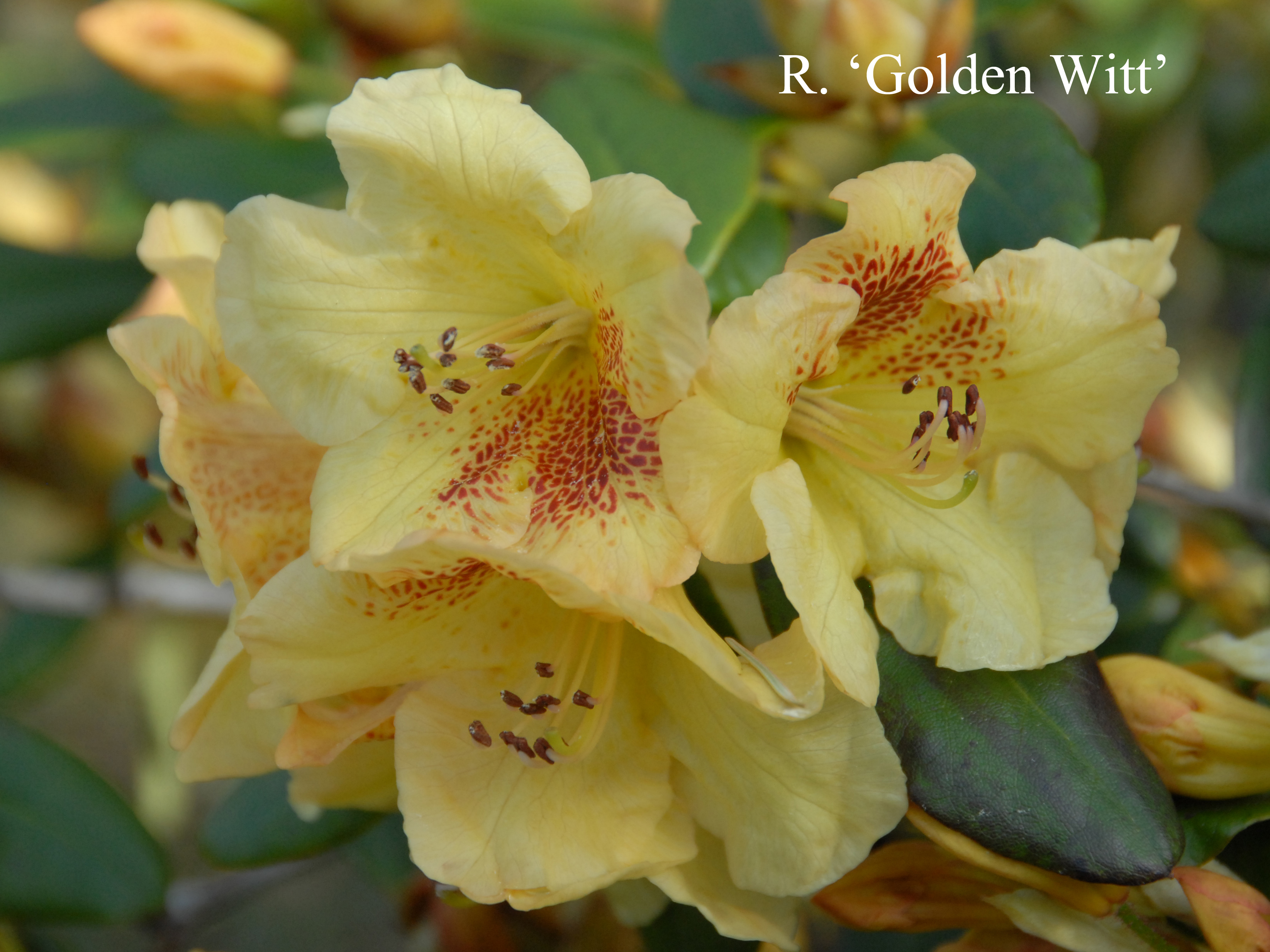 Rhododendron Golden Wit photo
