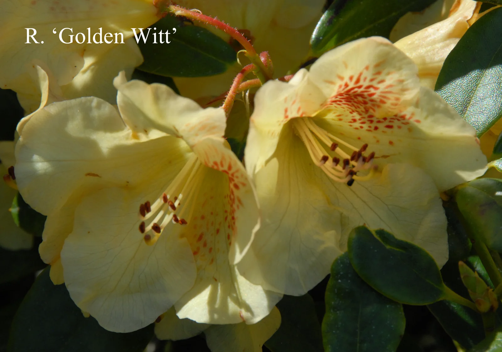 R. 'Golden Wit' photo of R. 'Golden Wit'. Location: Fearing's Farm Nursery, Abbotsford, BC, Canada. Photo by: Harold Fearing