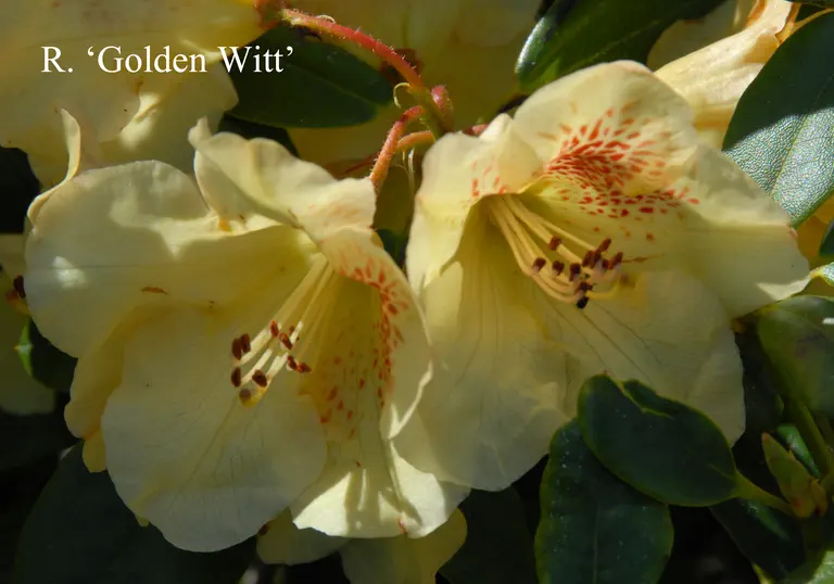 Photo of R. 'Golden Wit', Rhododendron Hybrid
