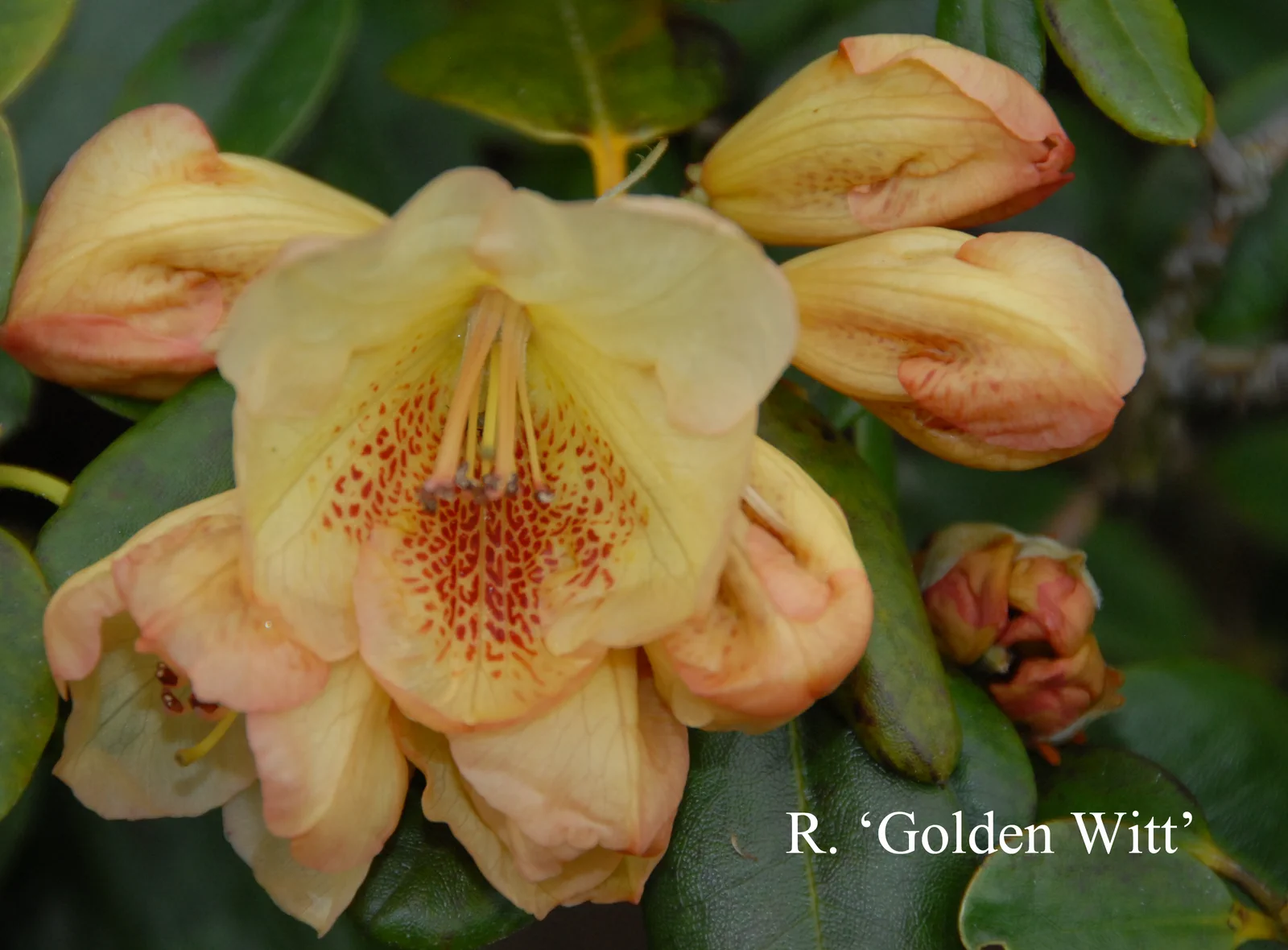R. 'Golden Wit' photo of R. 'Golden Wit'. Location: Fearing's Farm Nursery, Abbotsford, BC, Canada. Photo by: Harold Fearing