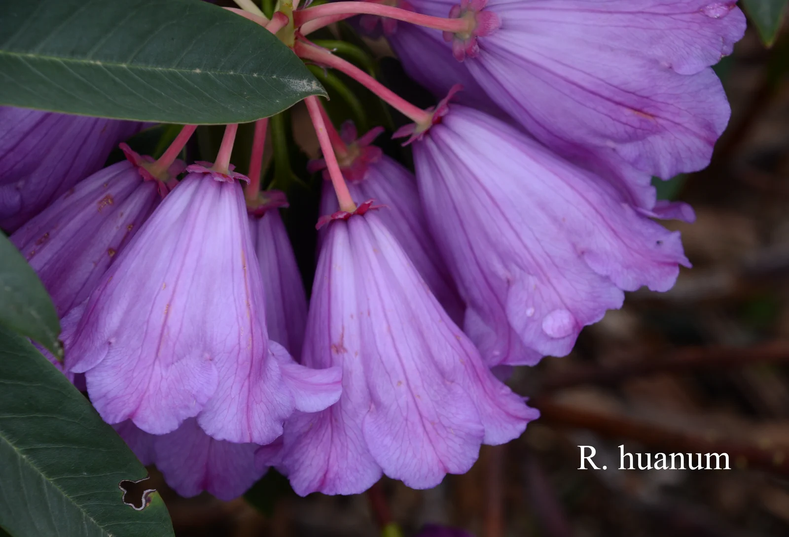 R. huanum photo of R. huanum. Location: Fearing's Farm Nursery, Abbotsford, BC, Canada. Photo by: Harold Fearing