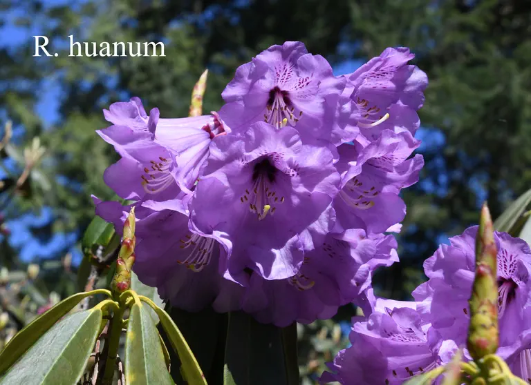 Photo of R. huanum, Species