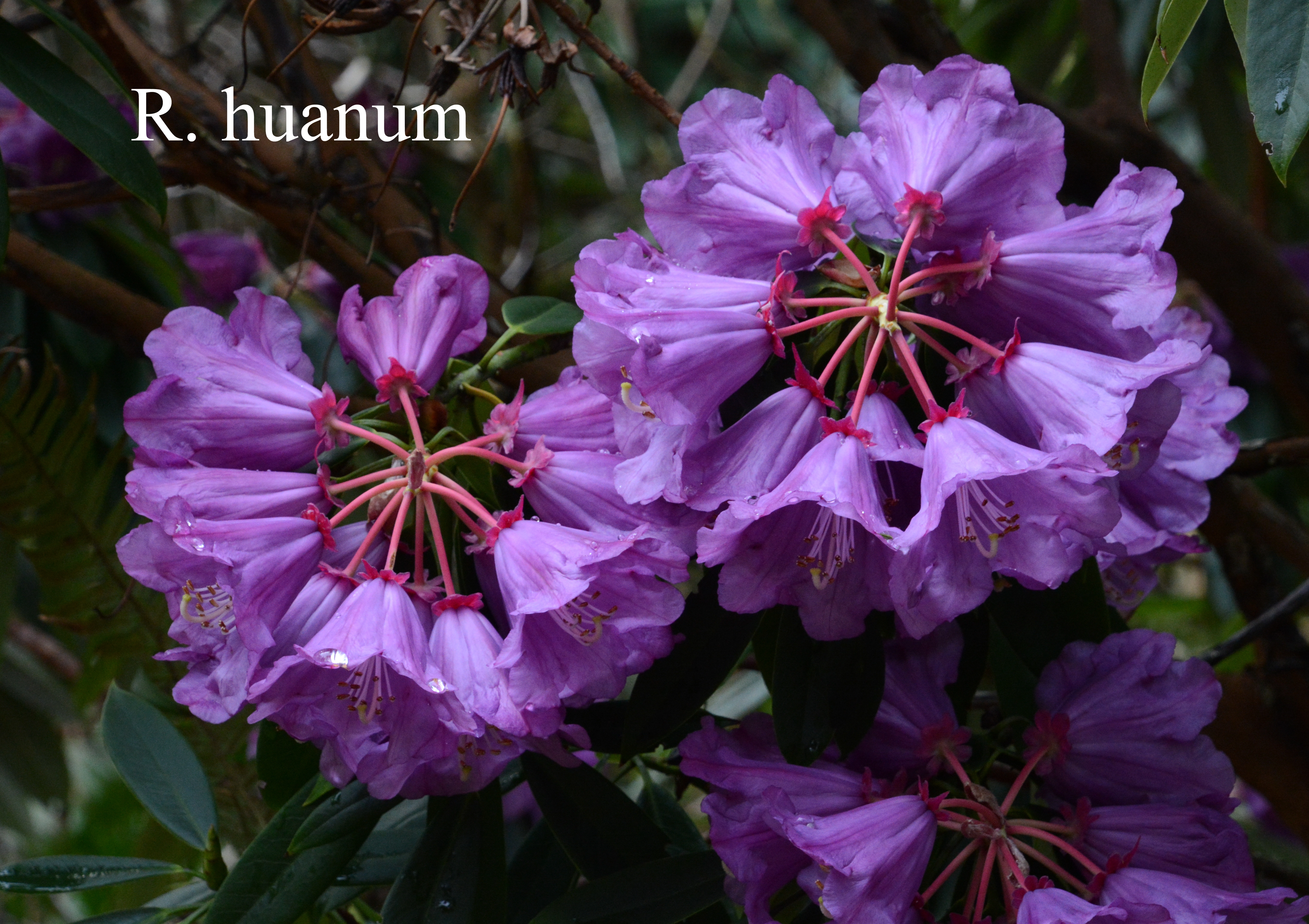 Rhododendron huanum photo