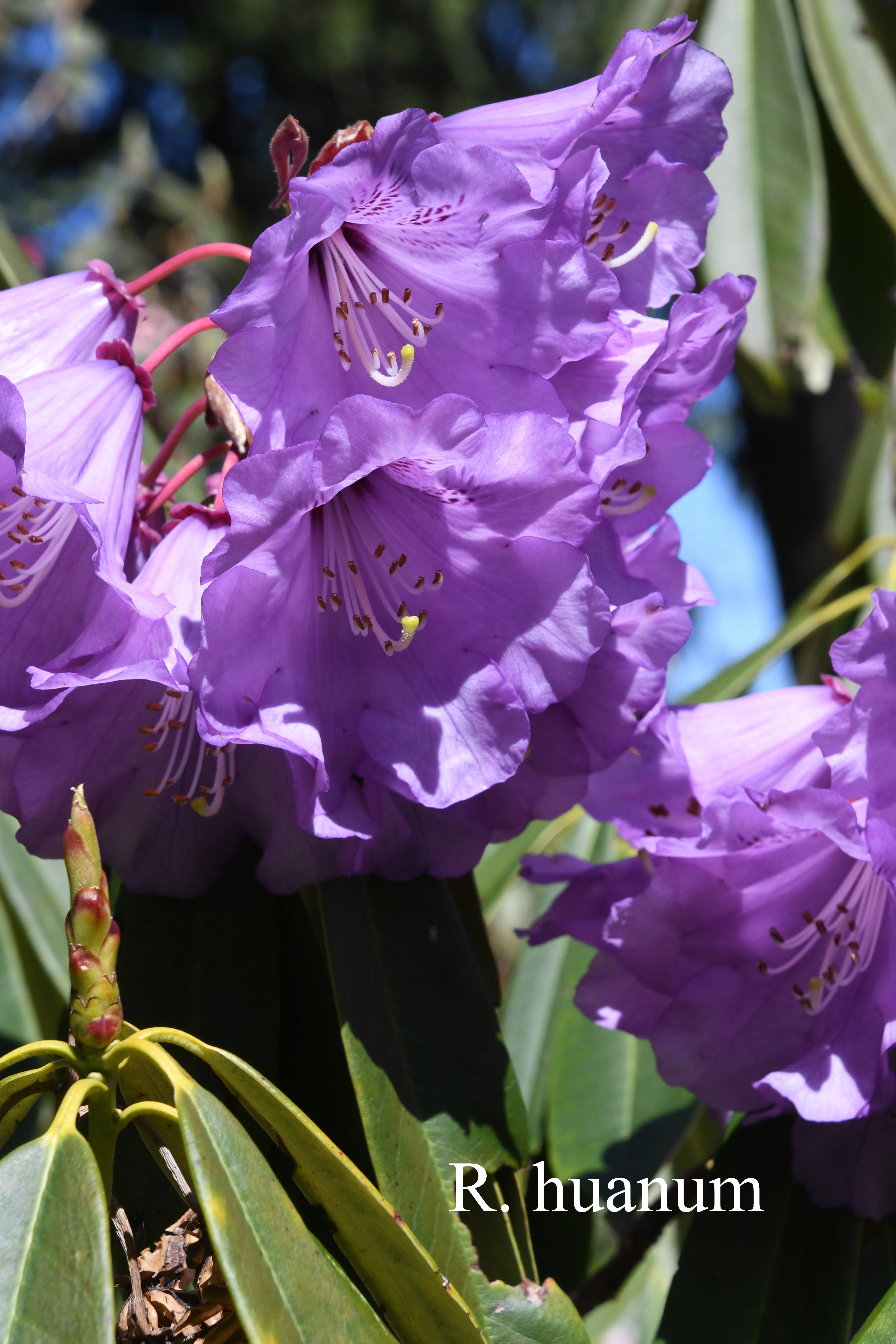 Rhododendron huanum photo
