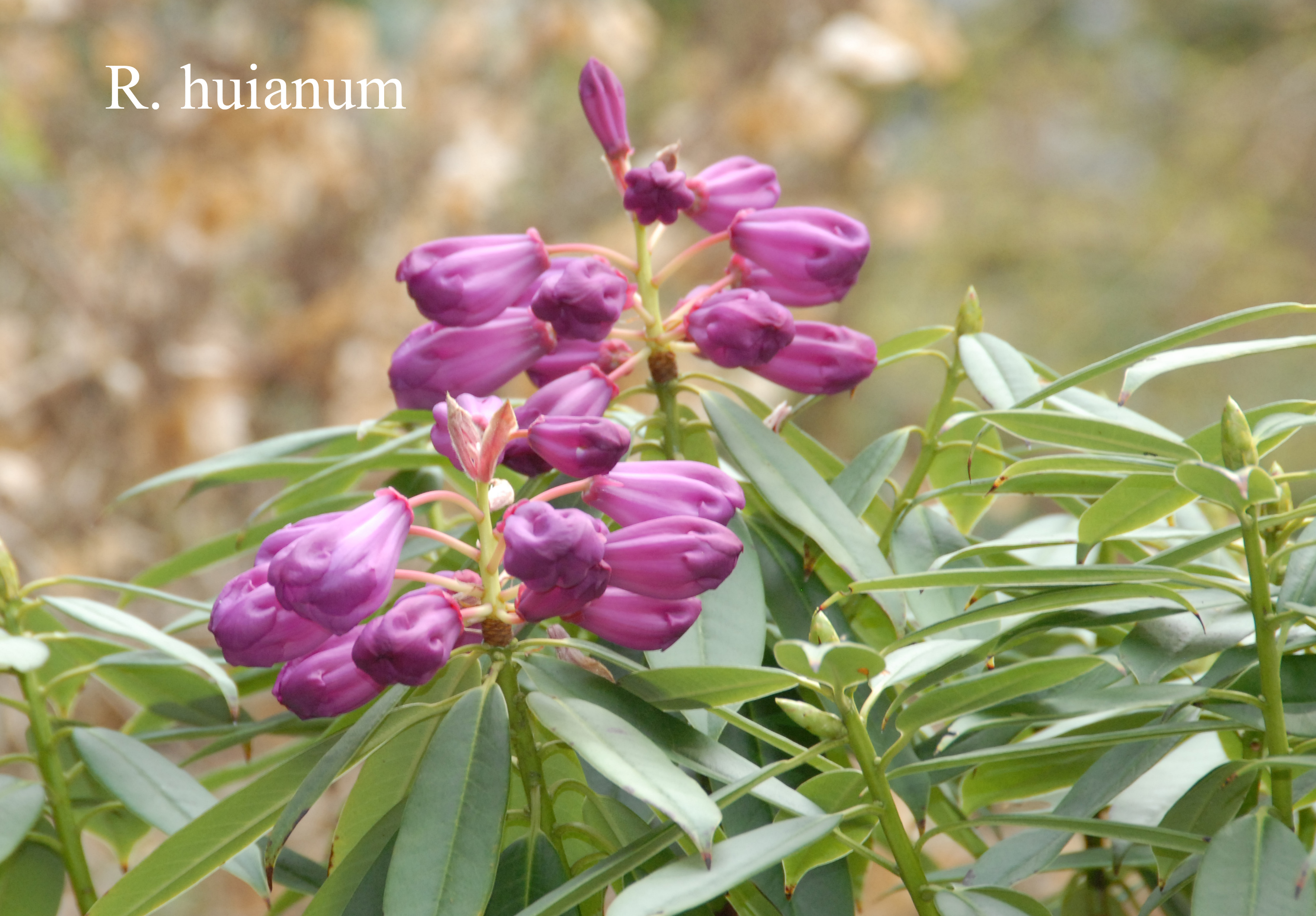 Rhododendron huanum photo