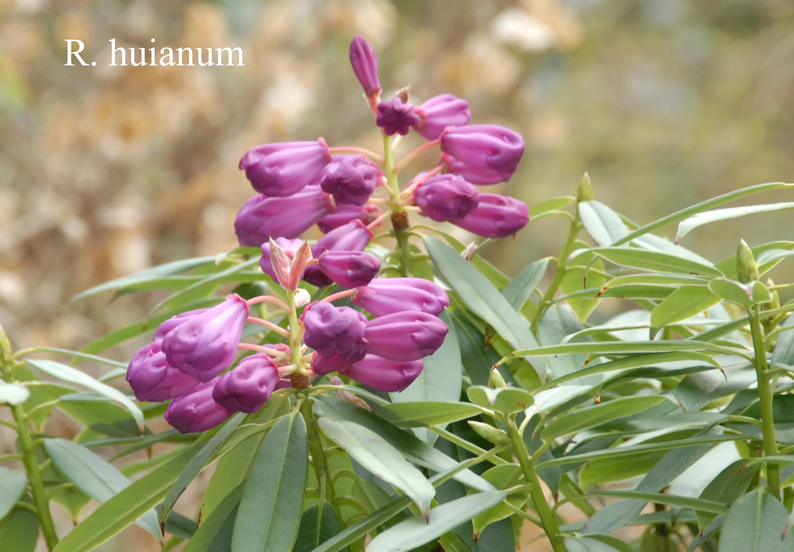 R. huanum photo of R. huanum. Location: Fearing's Farm Nursery, Abbotsford, BC, Canada. Photo by: Harold Fearing