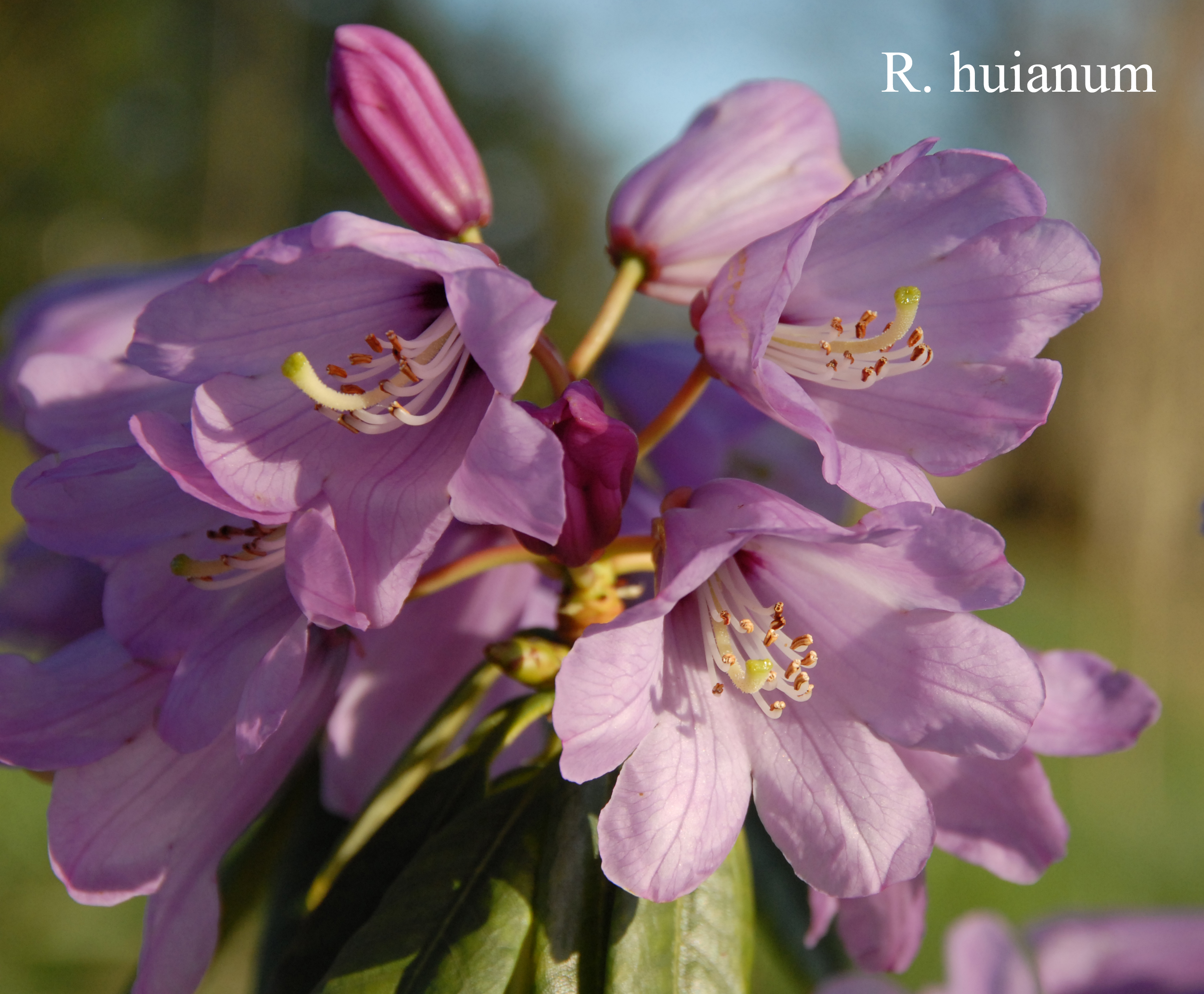 Rhododendron huanum photo