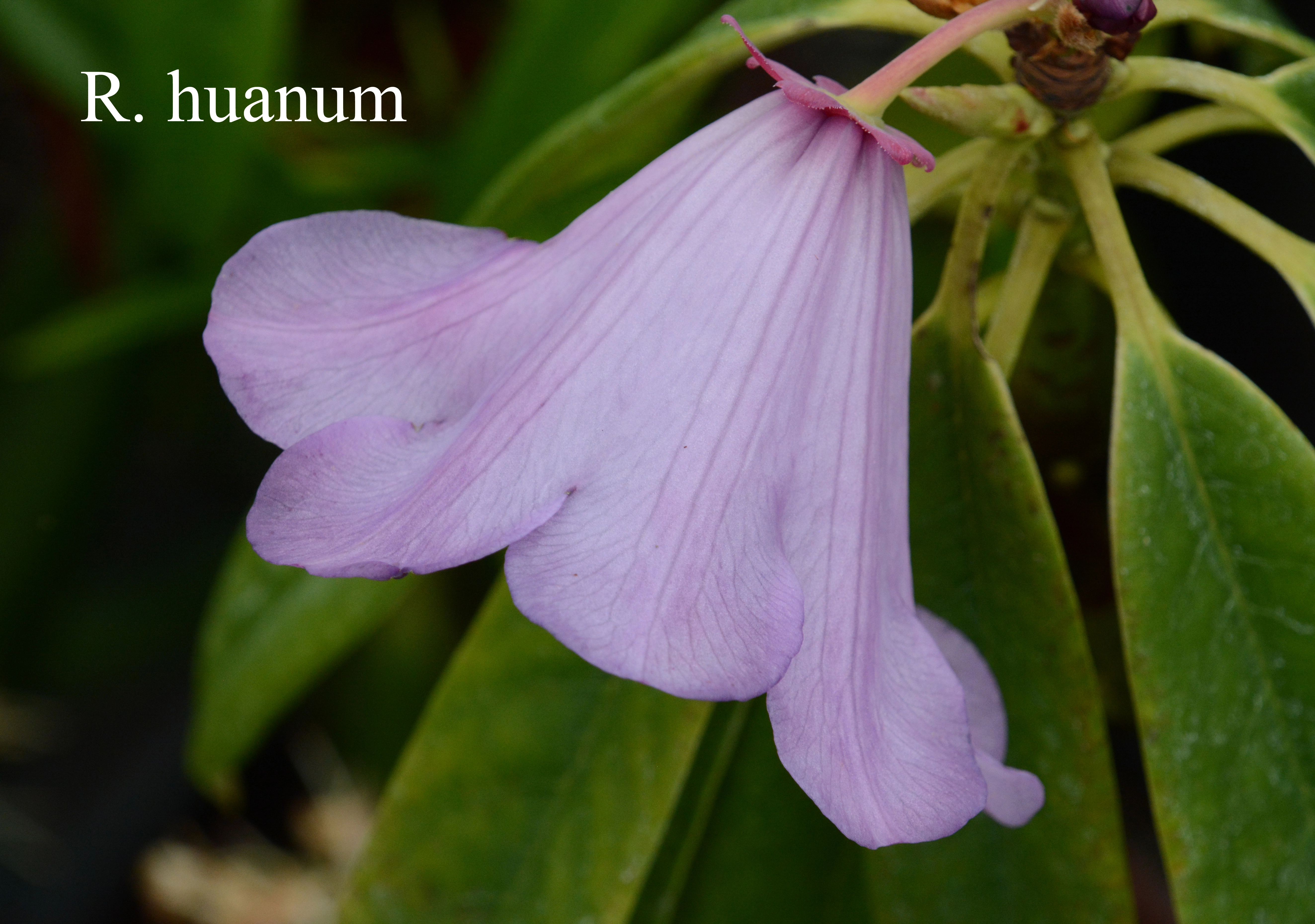 Rhododendron huanum photo