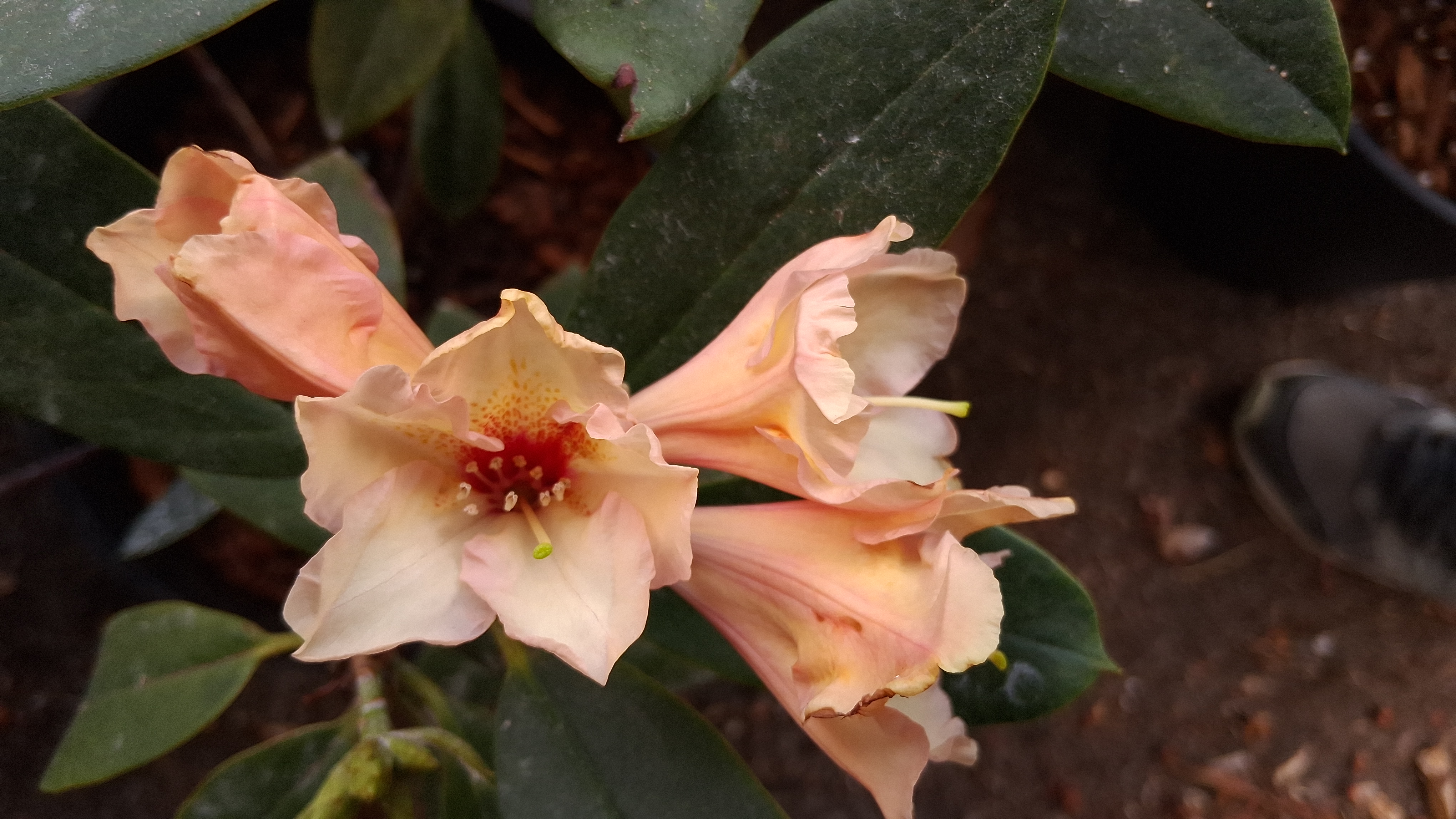 Rhododendron Glendoick Petticoats photo