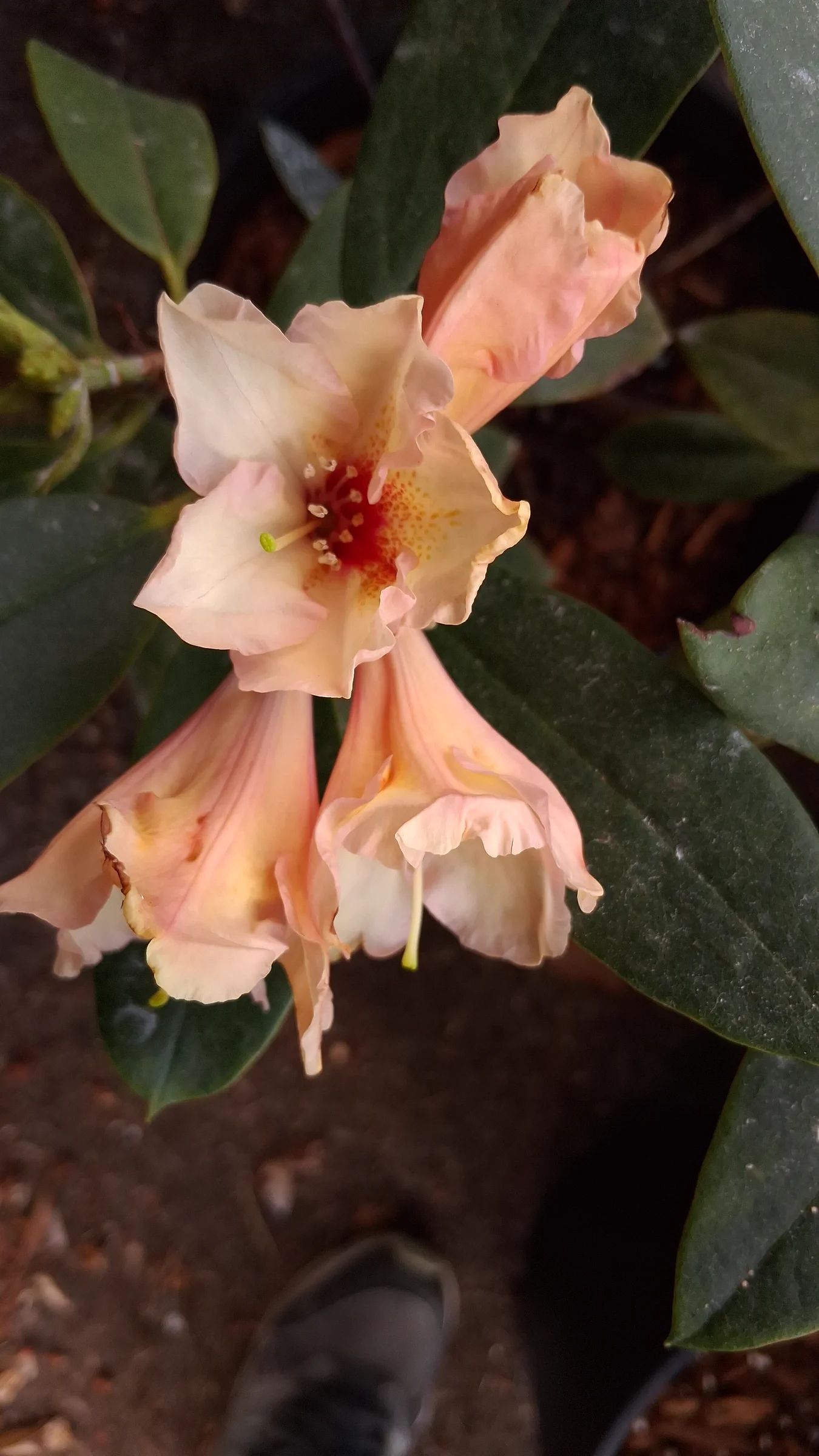 R. 'Glendoick Petticoats' photo of R. 'Glendoick Petticoats'. R. 'Glendoick Petticoats' flowers starting to open.. Location: Private Garden Seatac, WA, USA. Photo by: Thatrhodylady