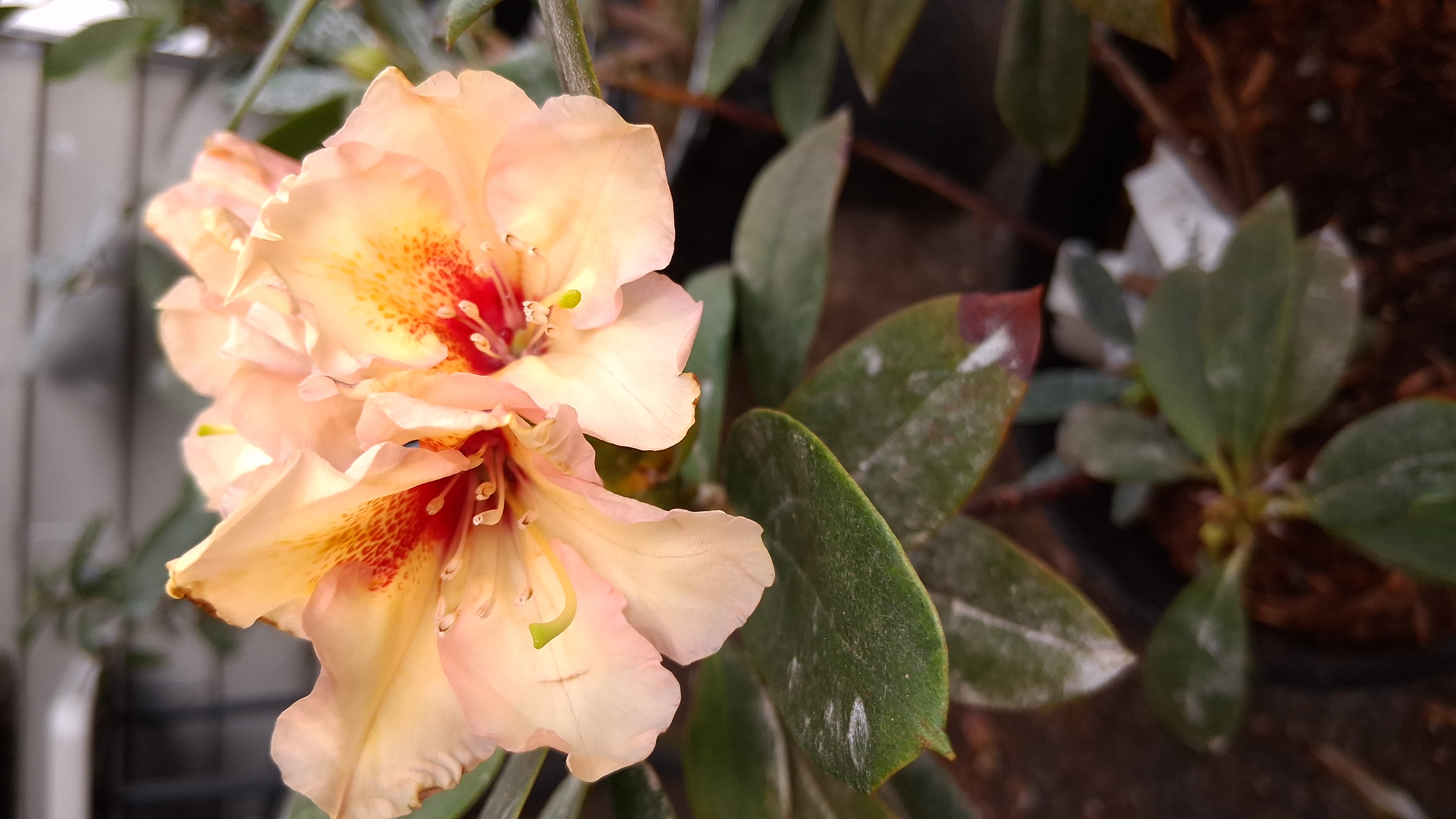 Rhododendron Glendoick Petticoats photo