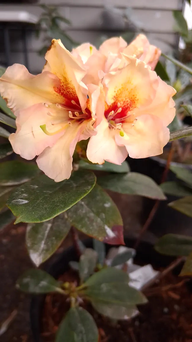 Photo of R. 'Glendoick Petticoats', Rhododendron Hybrid