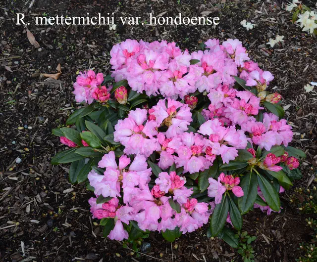 Photo of R. degronianum ssp heptamerum var hondoense, Species
