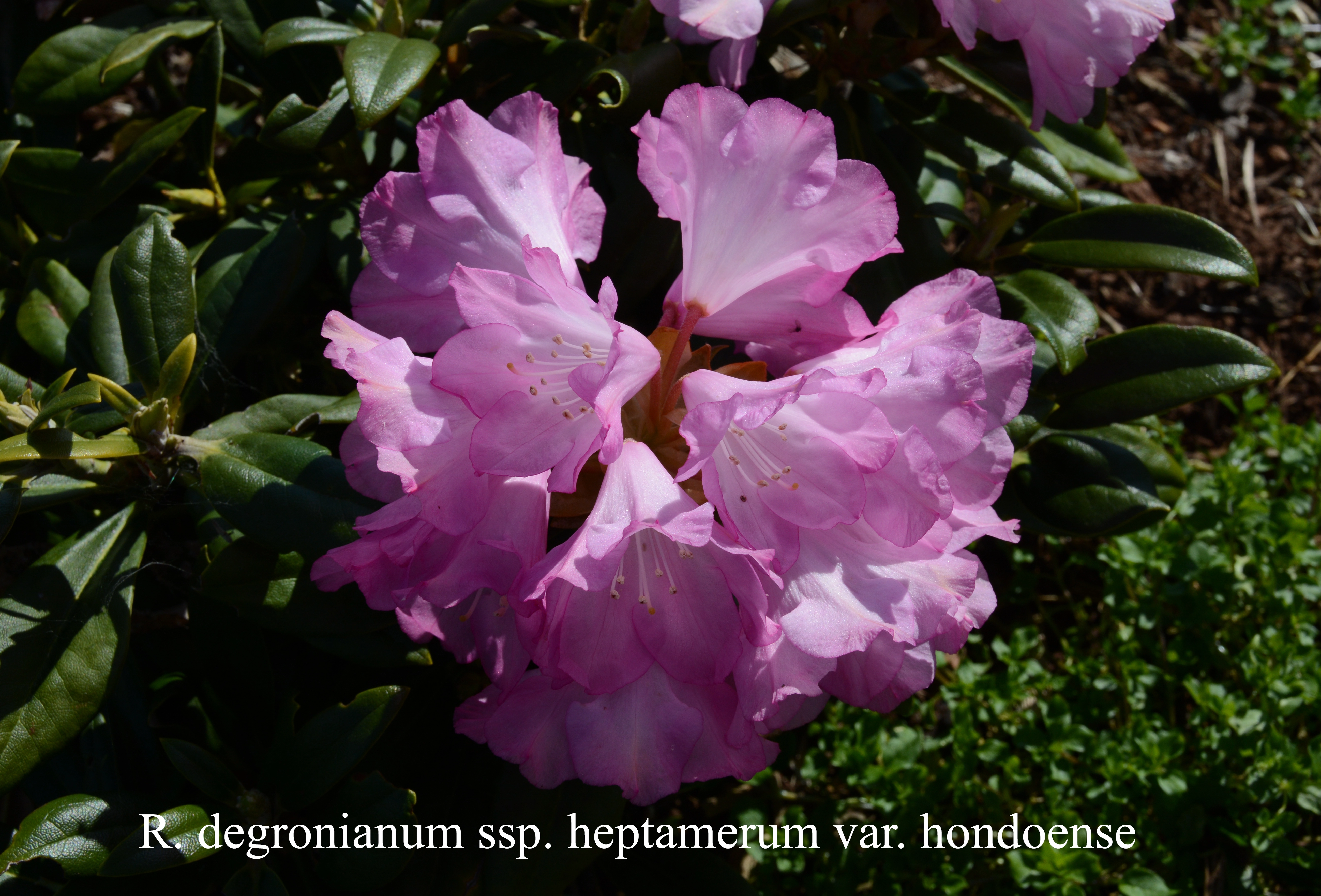 Rhododendron degronianum ssp heptamerum var hondoense photo