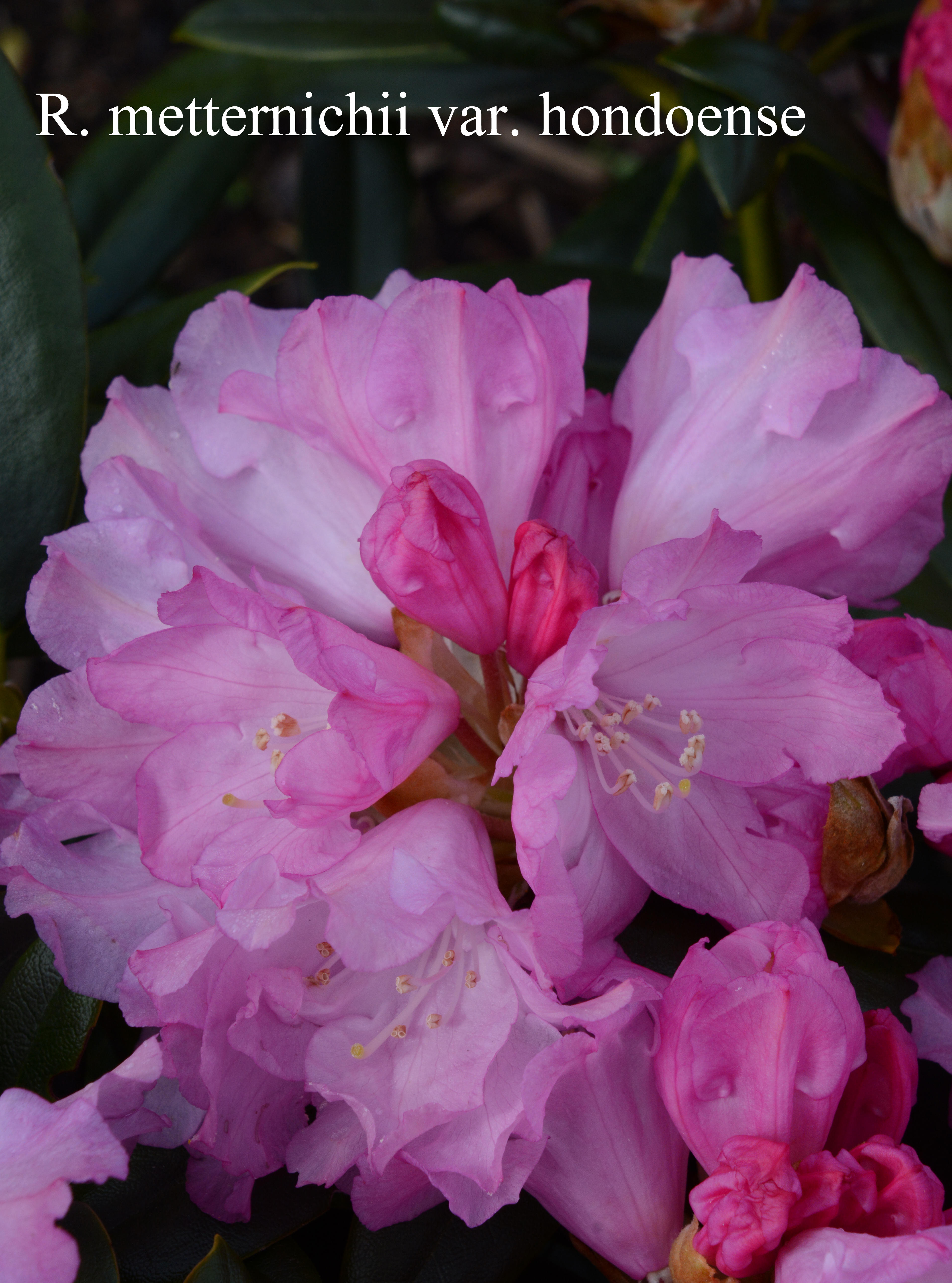 Rhododendron degronianum ssp heptamerum var hondoense photo