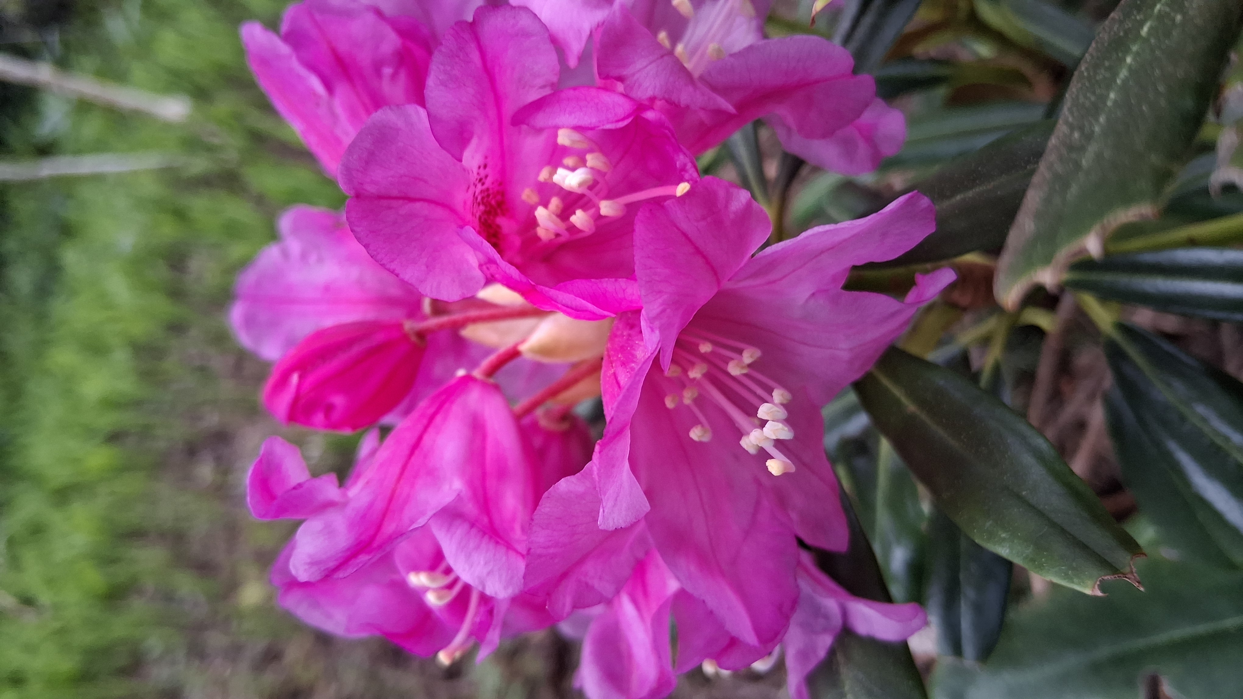 Rhododendron degronianum ssp heptamerum var hondoense photo