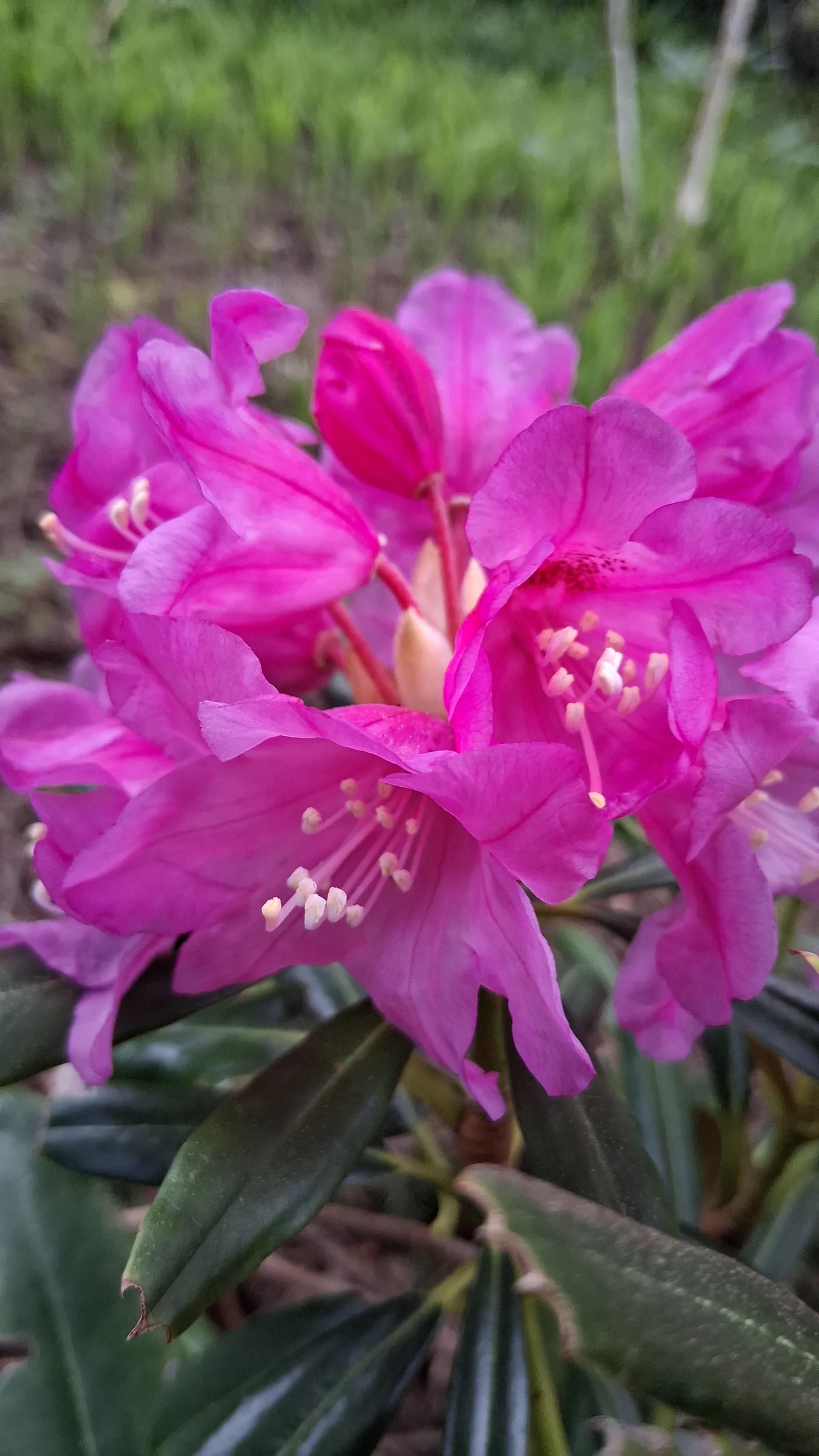 R. degronianum ssp heptamerum var hondoense photo of R. degronianum ssp heptamerum var hondoense. R. degronianum ssp heptamerum var hondoense flowers.. Location: Rhododendron Species Botanical Garden. Photo by: Thatrhodylady