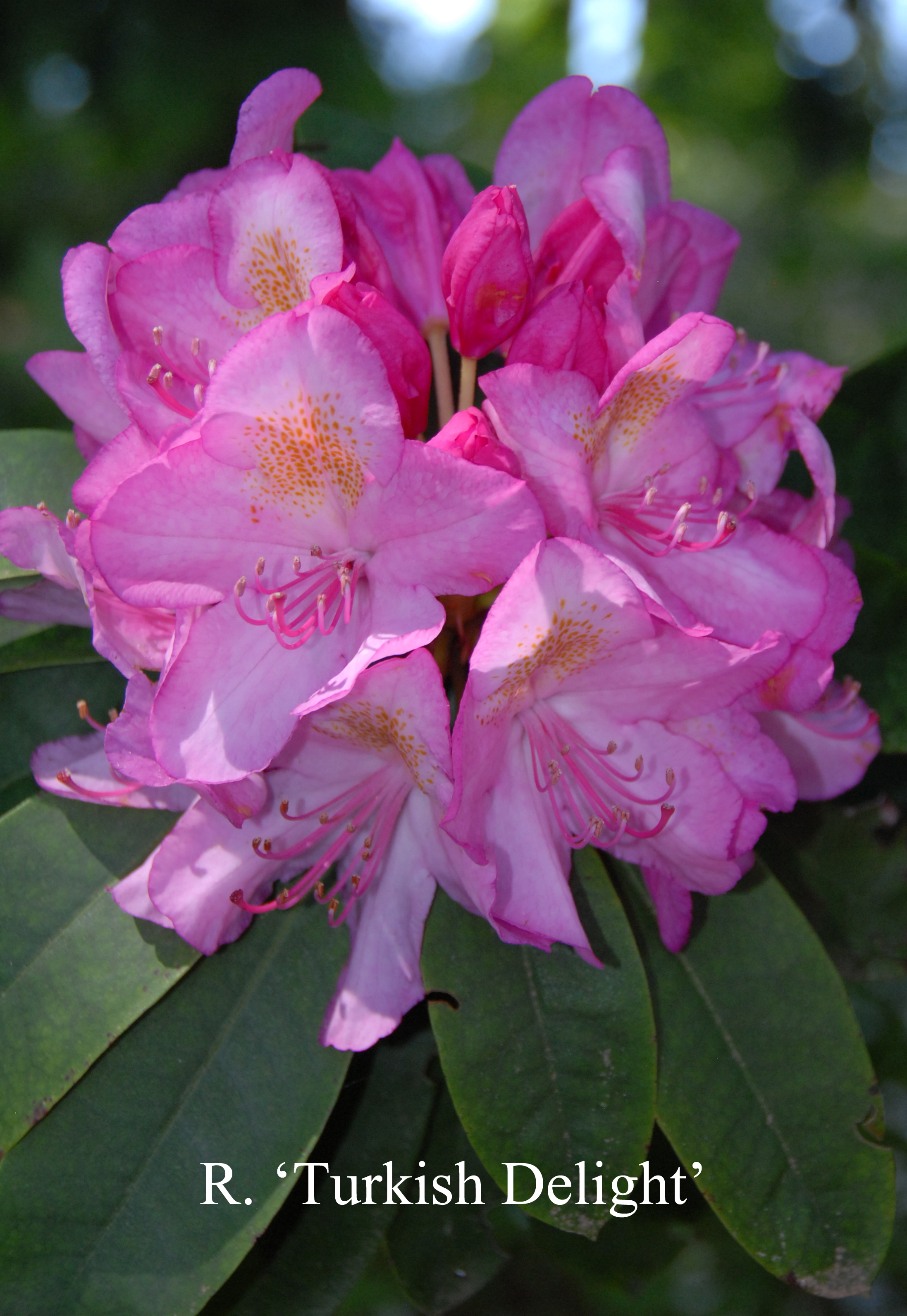 Rhododendron Turkish Delight photo