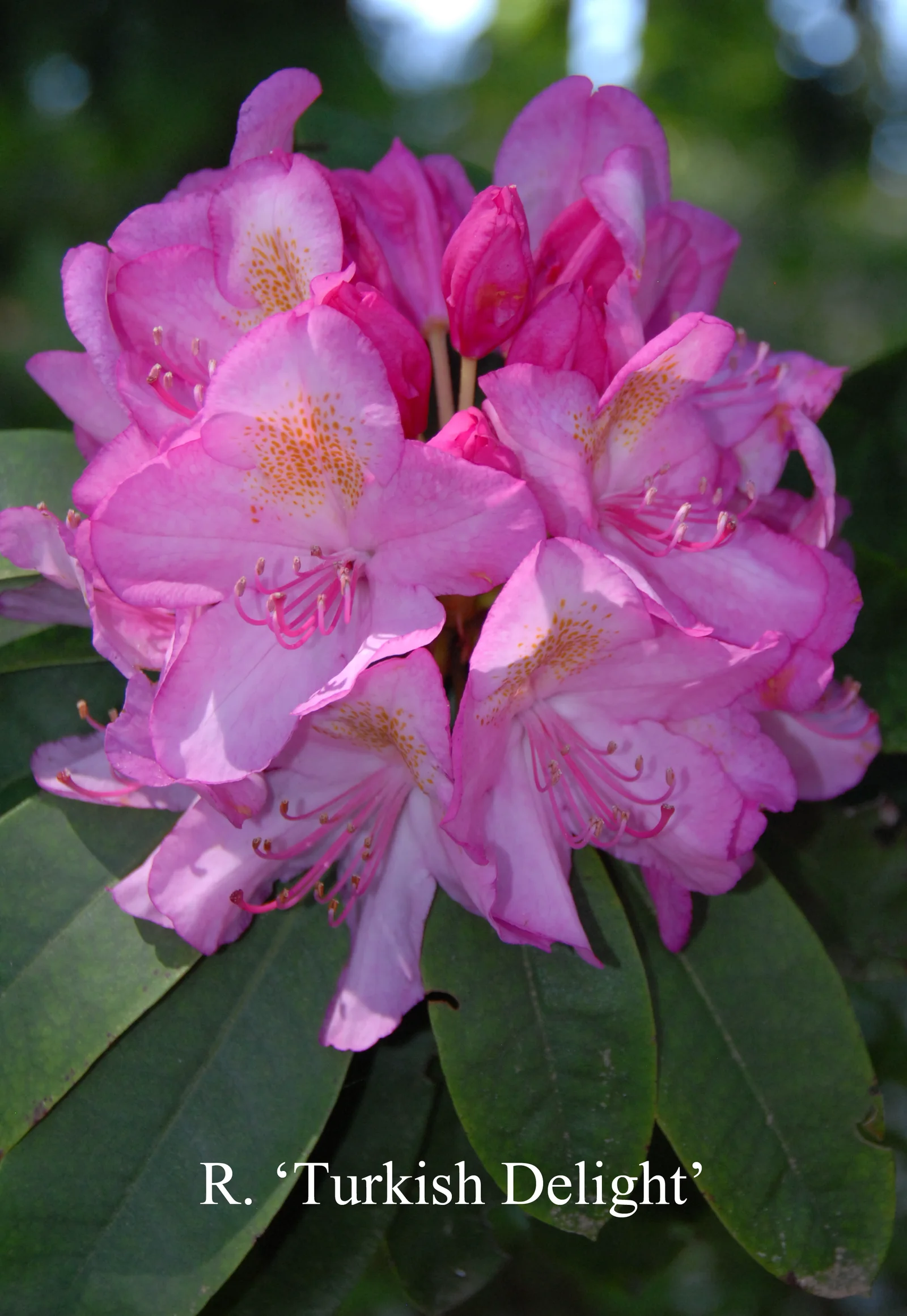 R. 'Turkish Delight' photo of R. 'Turkish Delight'. Location: Fearing's Farm Nursery, Abbotsford, BC, Canada. Photo by: Harold Fearing