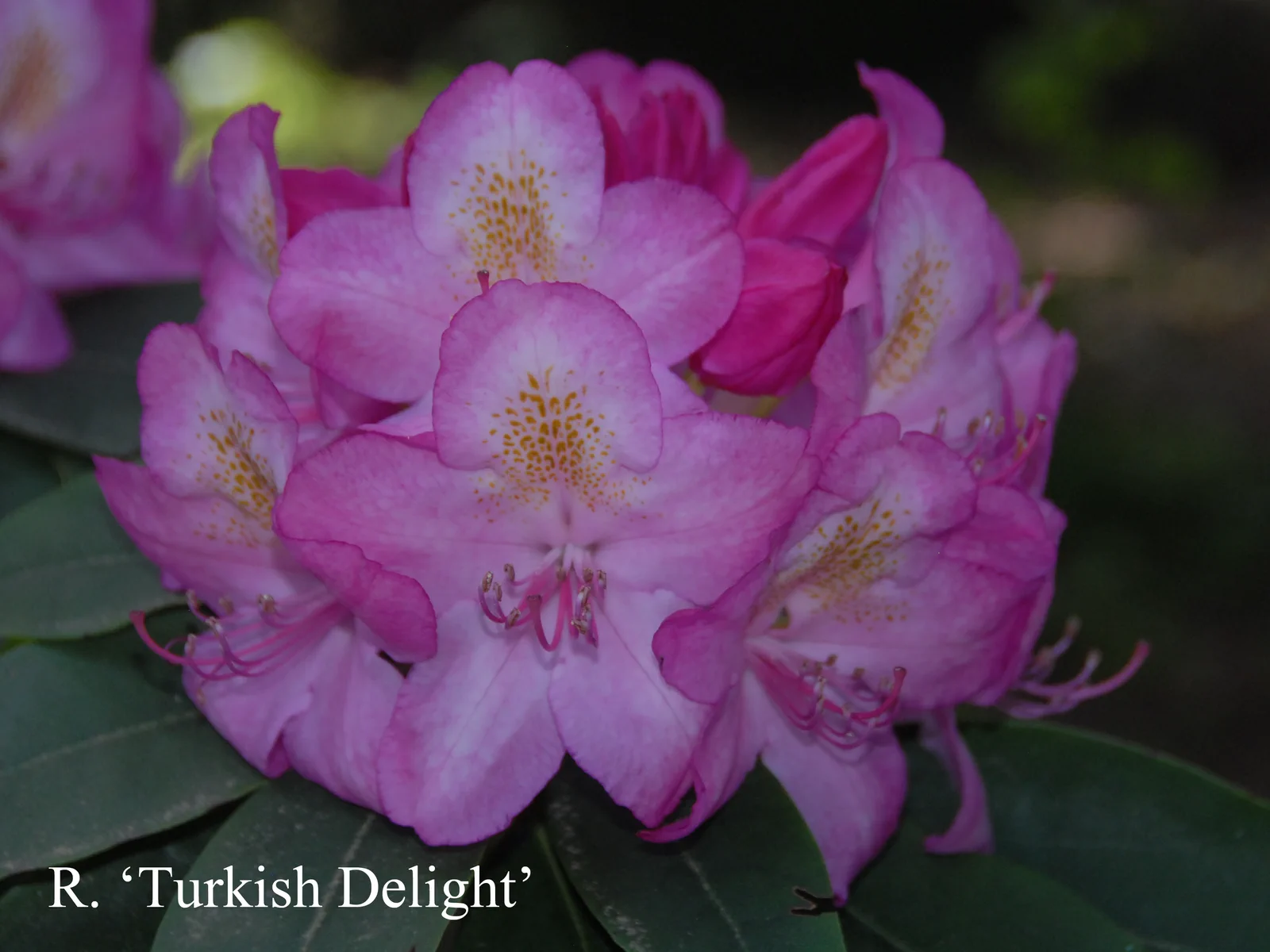 R. 'Turkish Delight' photo of R. 'Turkish Delight'. Location: Fearing's Farm Nursery, Abbotsford, BC, Canada. Photo by: Harold Fearing