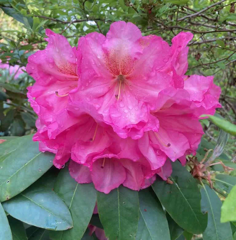 Photo of R. 'Turkish Delight', Rhododendron Hybrid