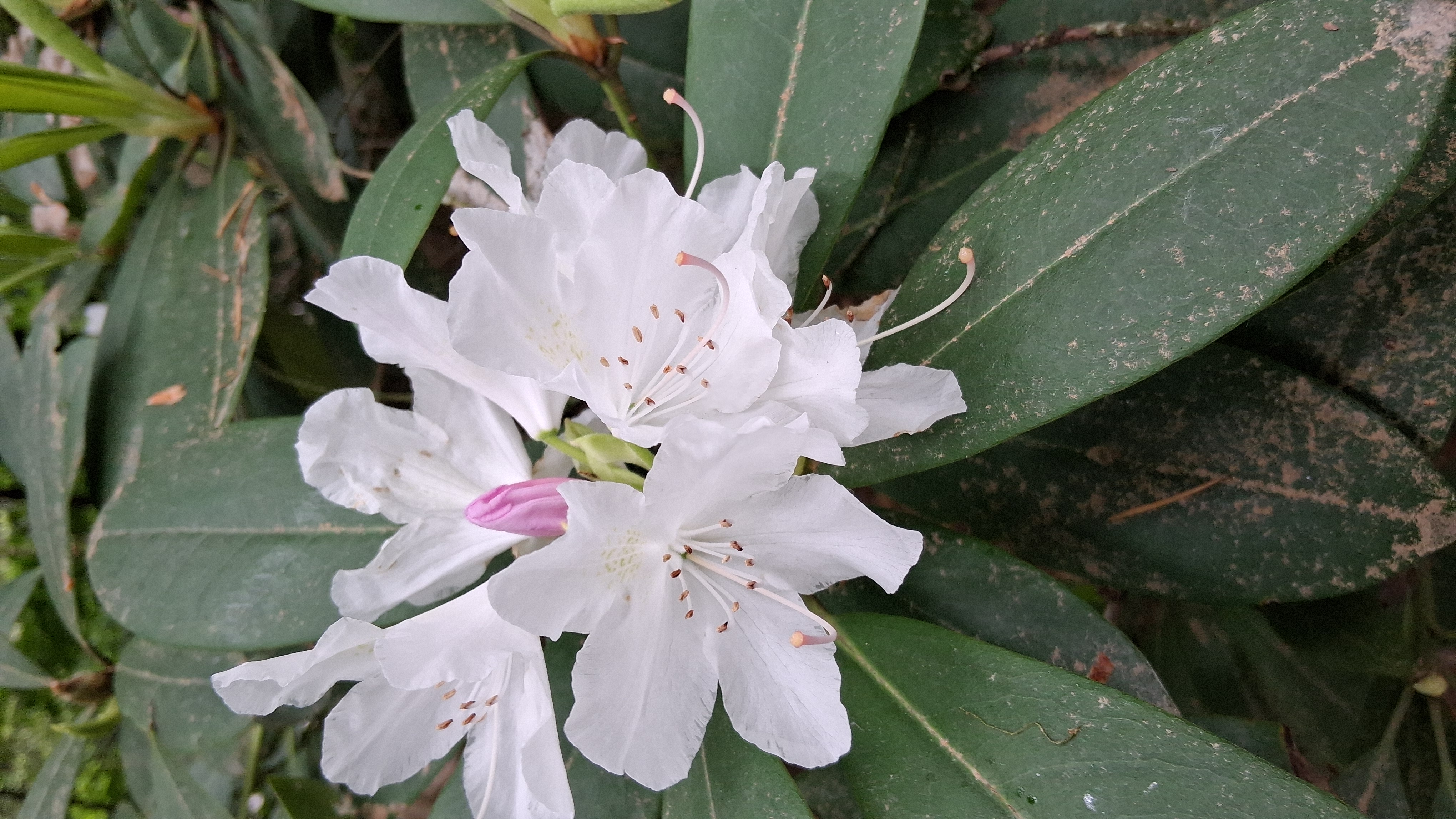 Rhododendron macrophyllum photo