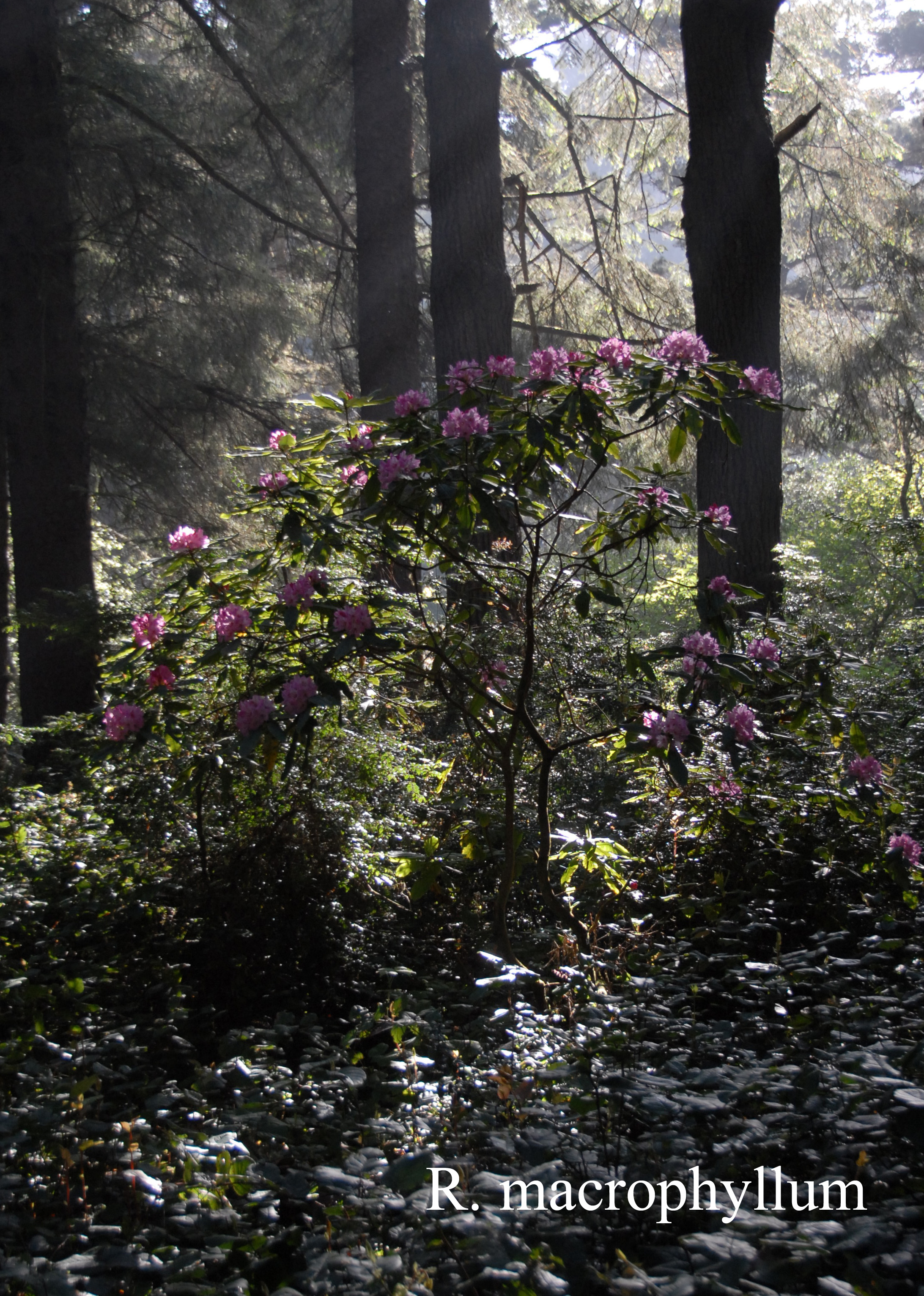 Rhododendron macrophyllum photo