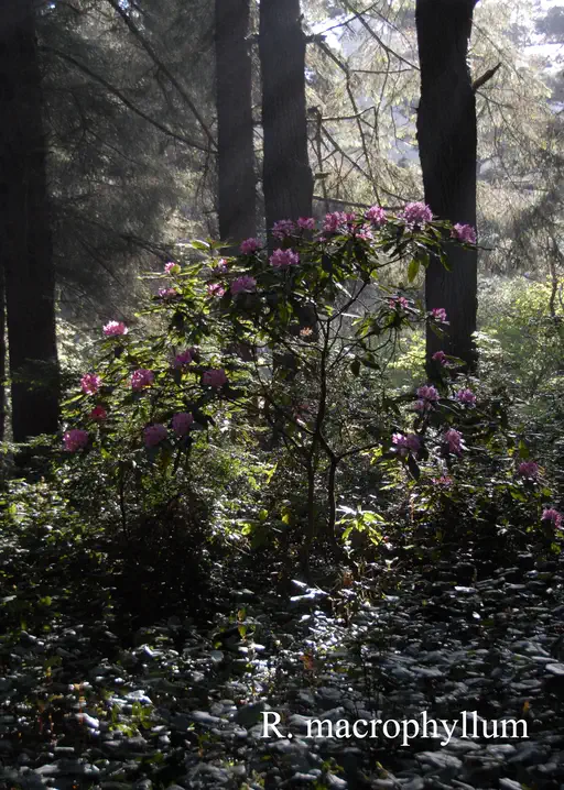 Photo of R. macrophyllum, Species