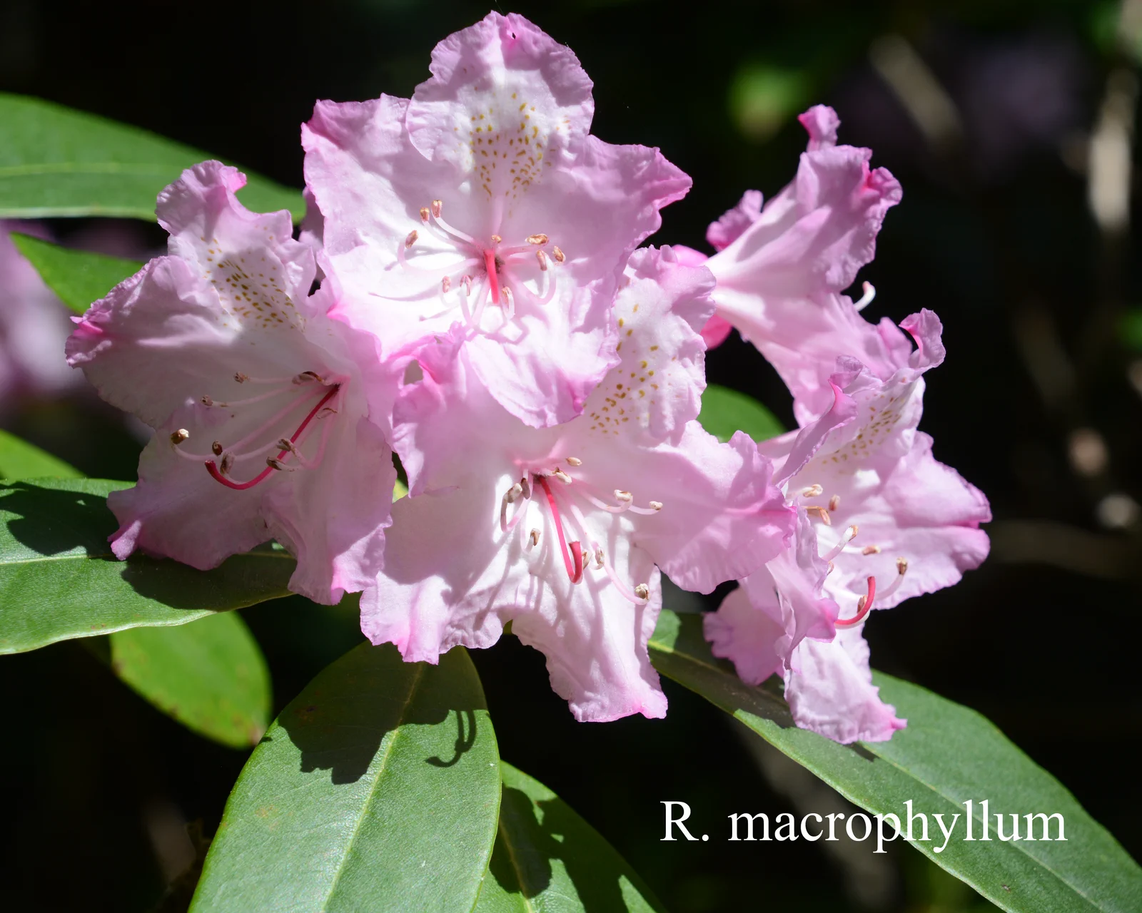 R. macrophyllum photo of R. macrophyllum. Location: Fearing's Farm Nursery, Abbotsford, BC, Canada. Photo by: Harold Fearing