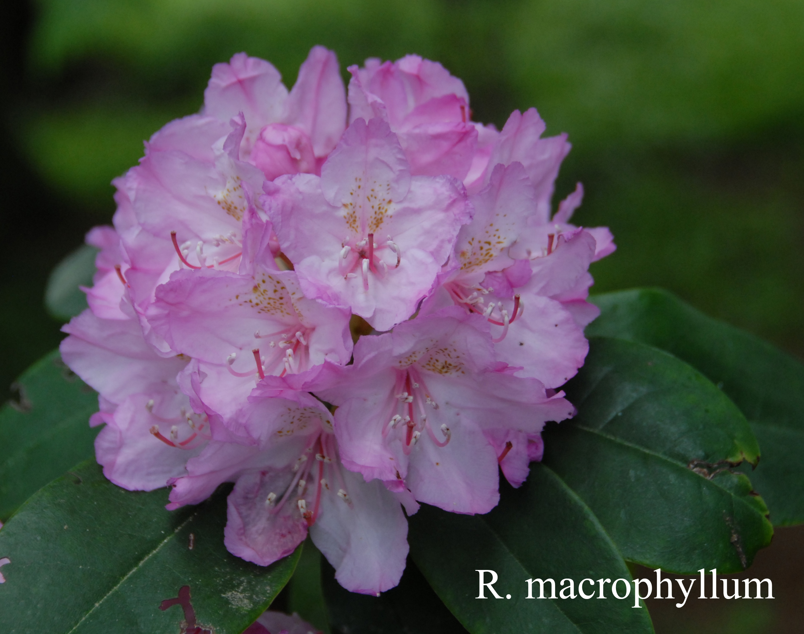 Rhododendron macrophyllum photo