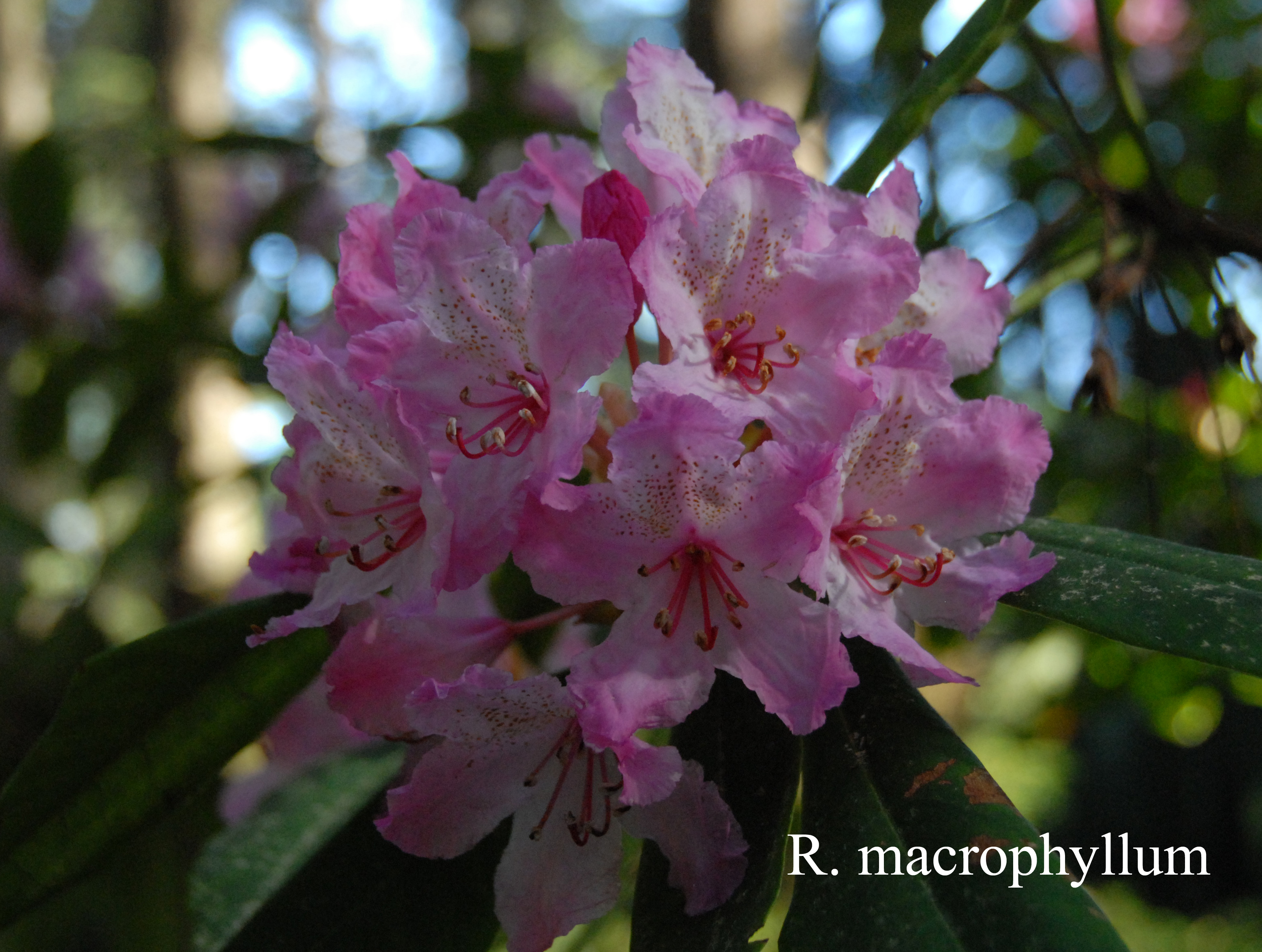 Rhododendron macrophyllum photo