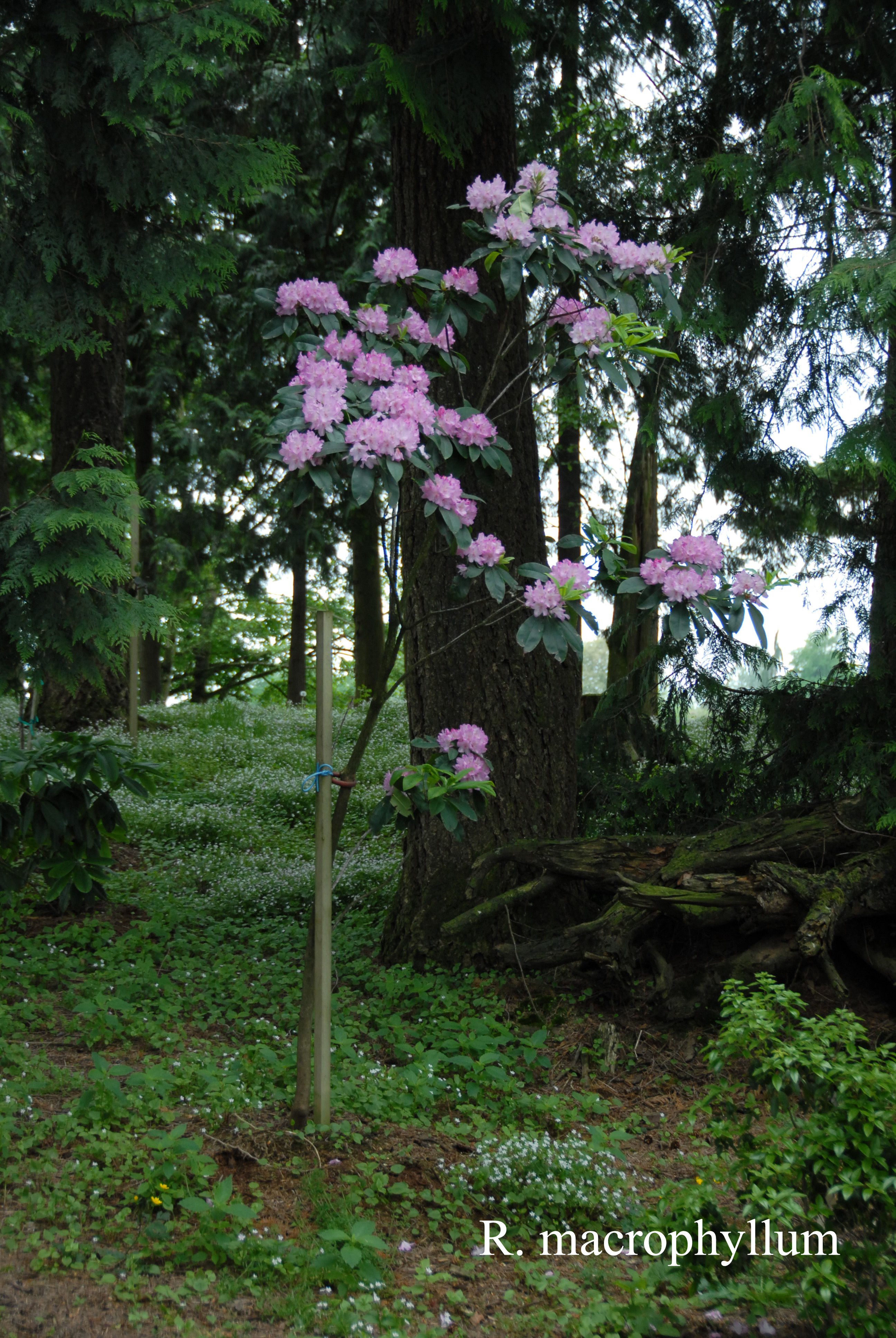 Rhododendron macrophyllum photo