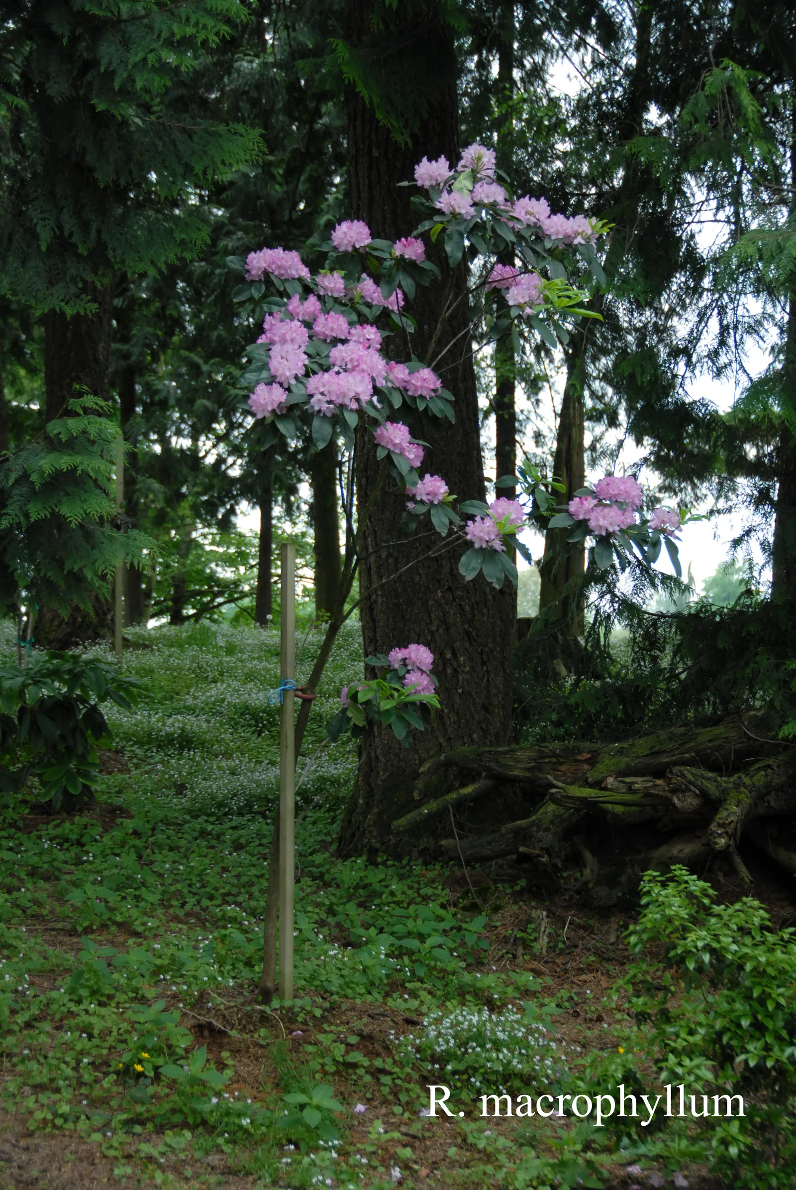 R. macrophyllum photo of R. macrophyllum. Location: Fearing's Farm Nursery, Abbotsford, BC, Canada. Photo by: Harold Fearing