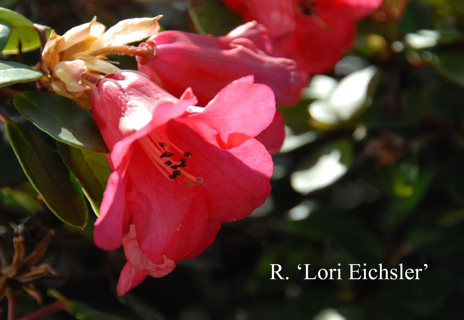 R. 'Lori Eichelser' photo of R. 'Lori Eichelser'. Location: Fearing's Farm Nursery, Abbotsford, BC, Canada. Photo by: Harold Fearing