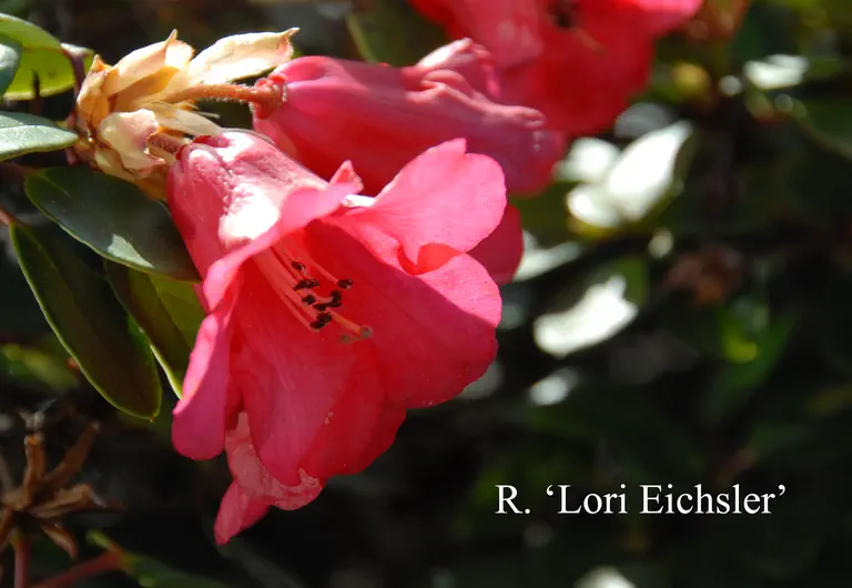 Photo of R. 'Lori Eichelser', Rhododendron Hybrid