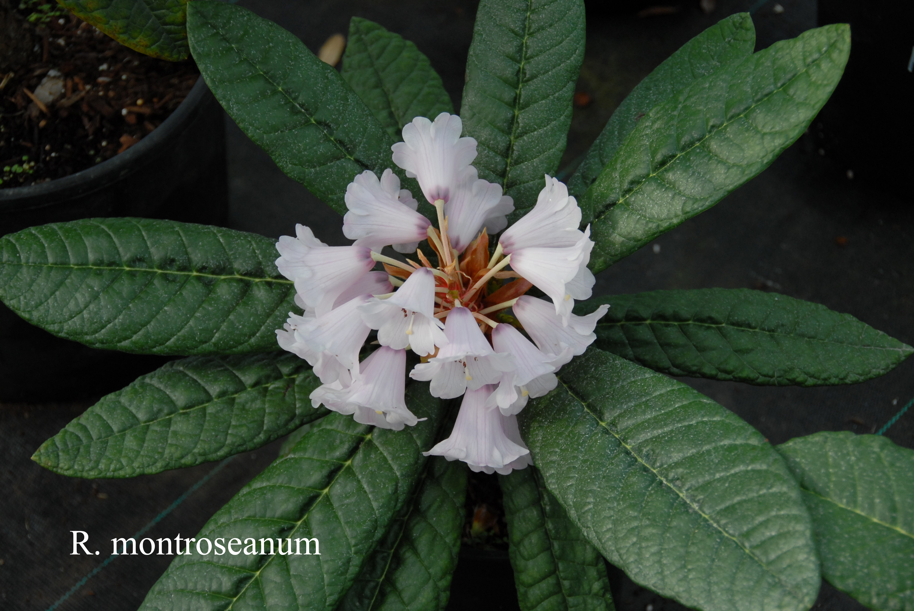 Rhododendron montroseanum photo
