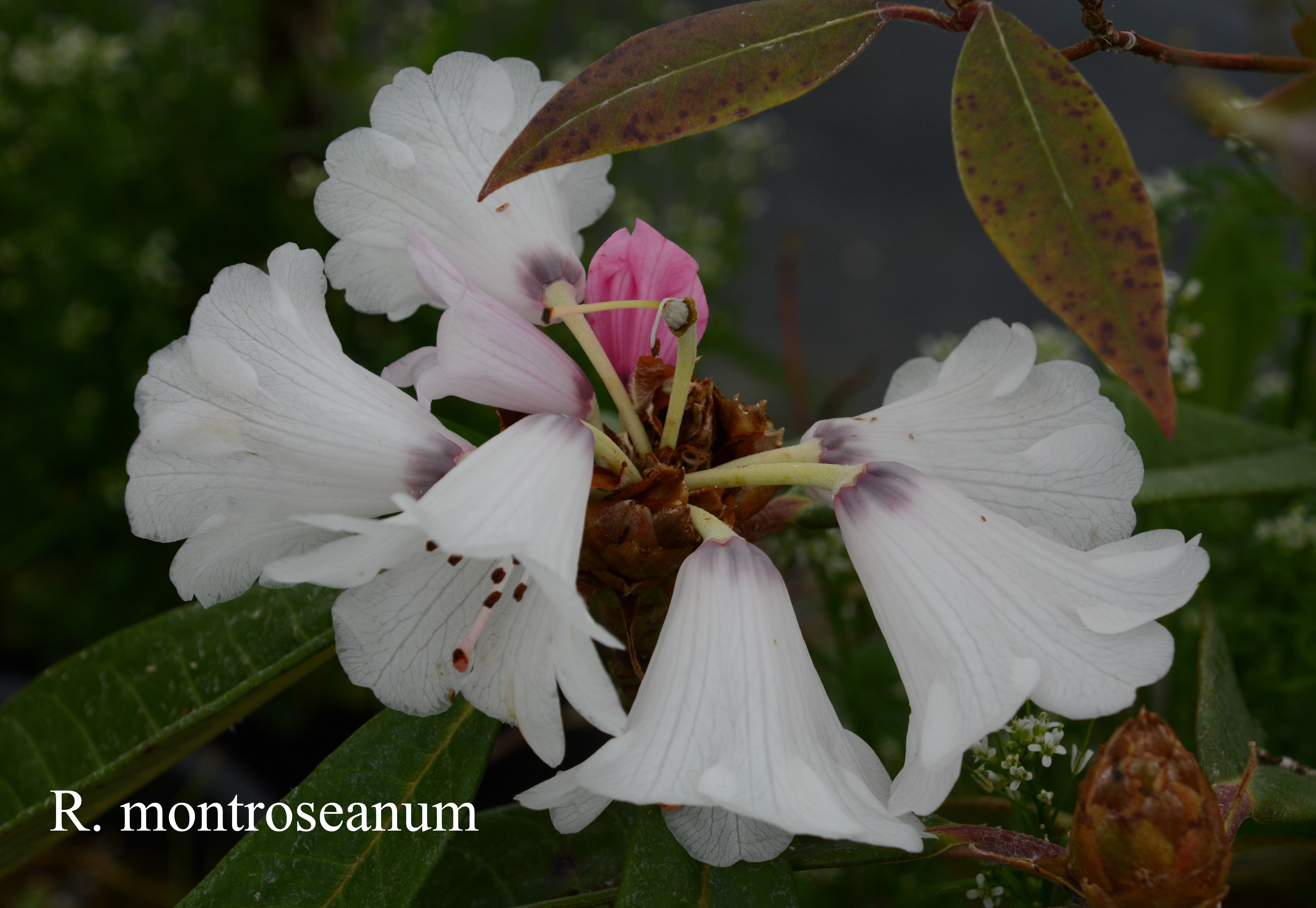 Rhododendron montroseanum photo