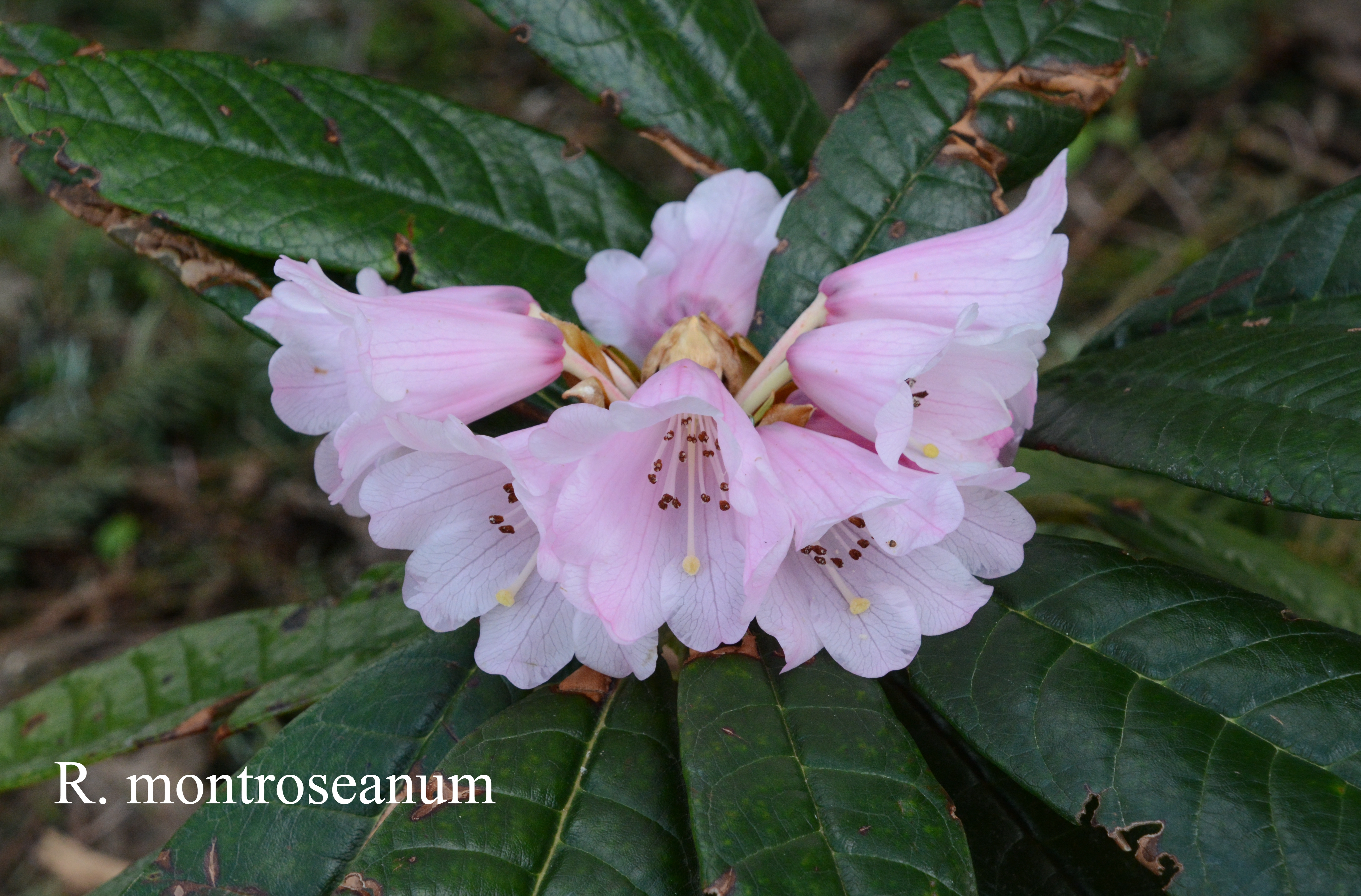 Rhododendron montroseanum photo