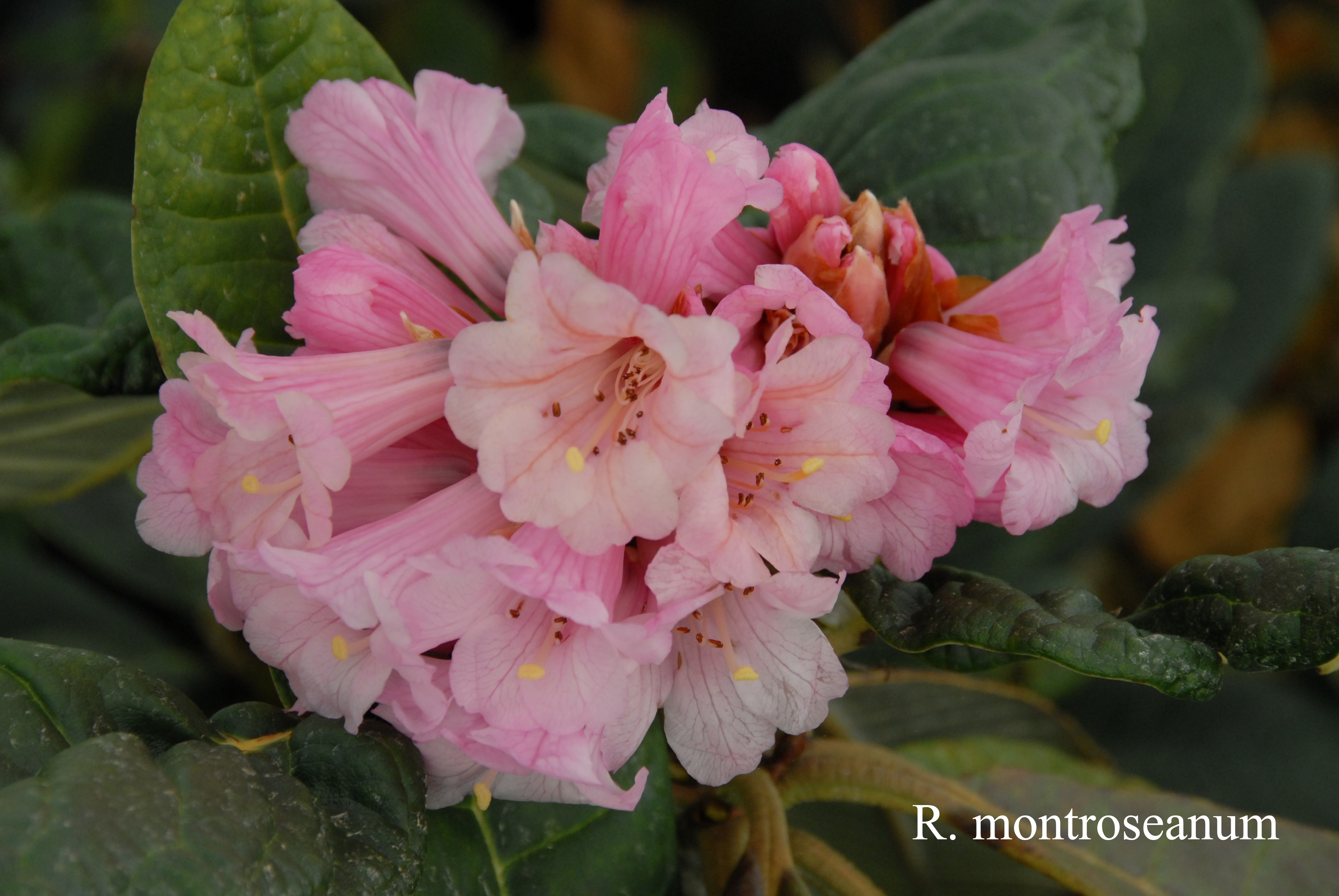 Rhododendron montroseanum photo