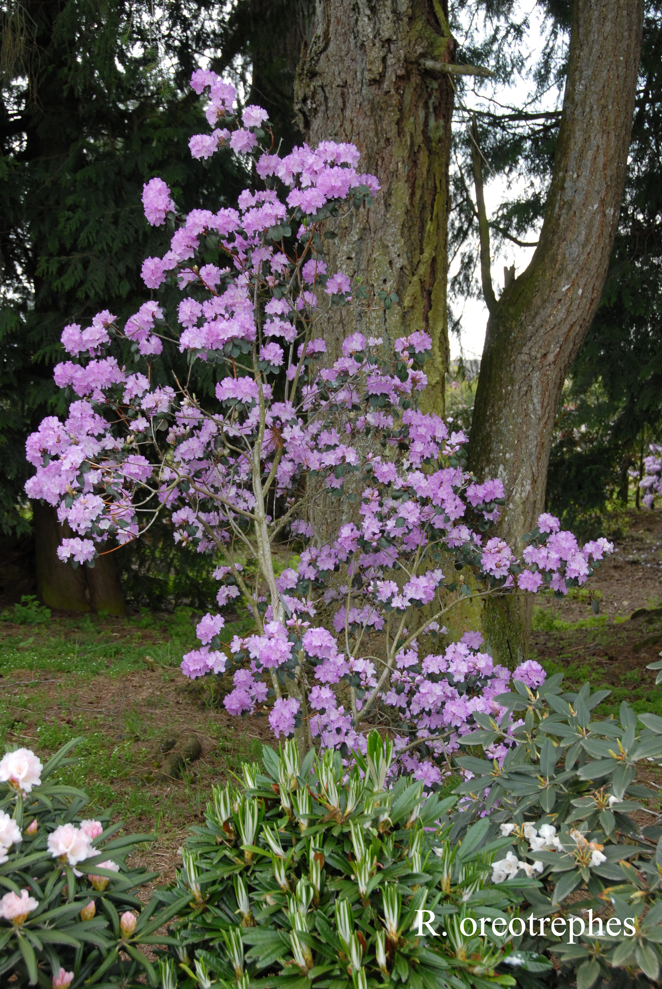 Rhododendron oreotrephes photo