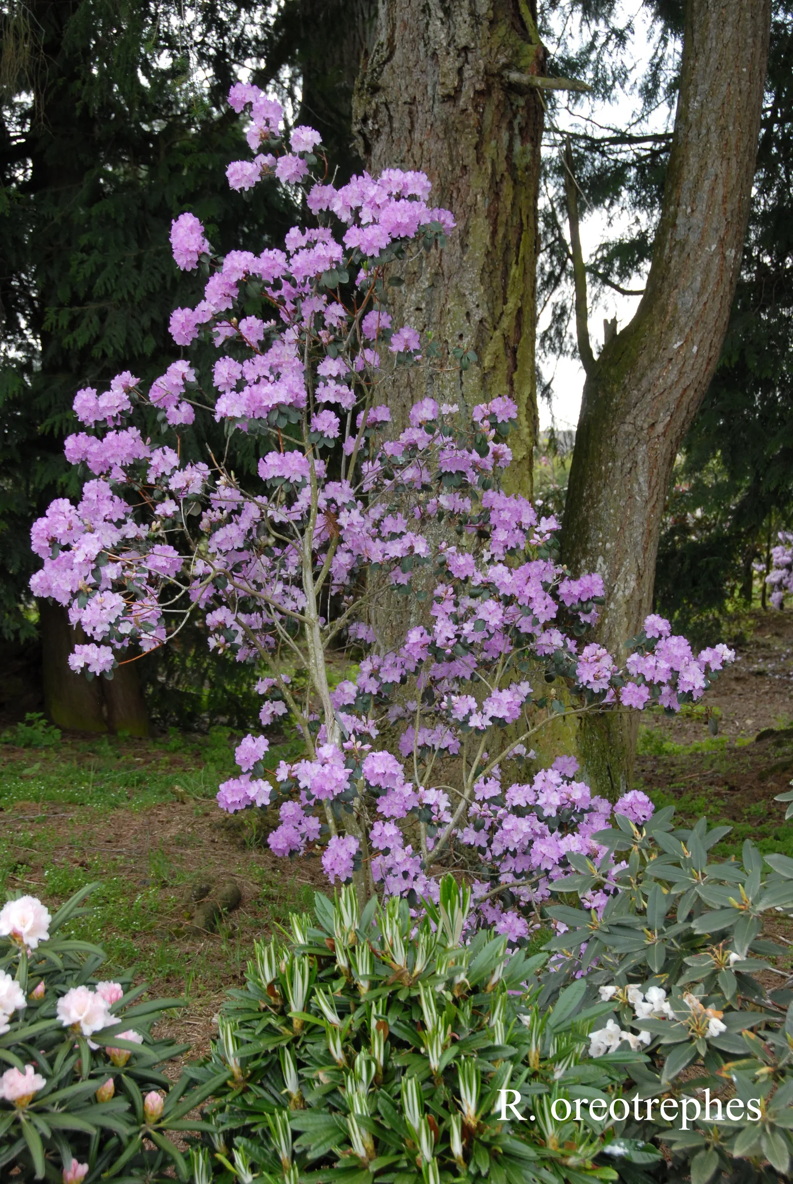 R. oreotrephes photo of R. oreotrephes. Location: Fearing's Farm Nursery, Abbotsford, BC, Canada. Photo by: Harold Fearing