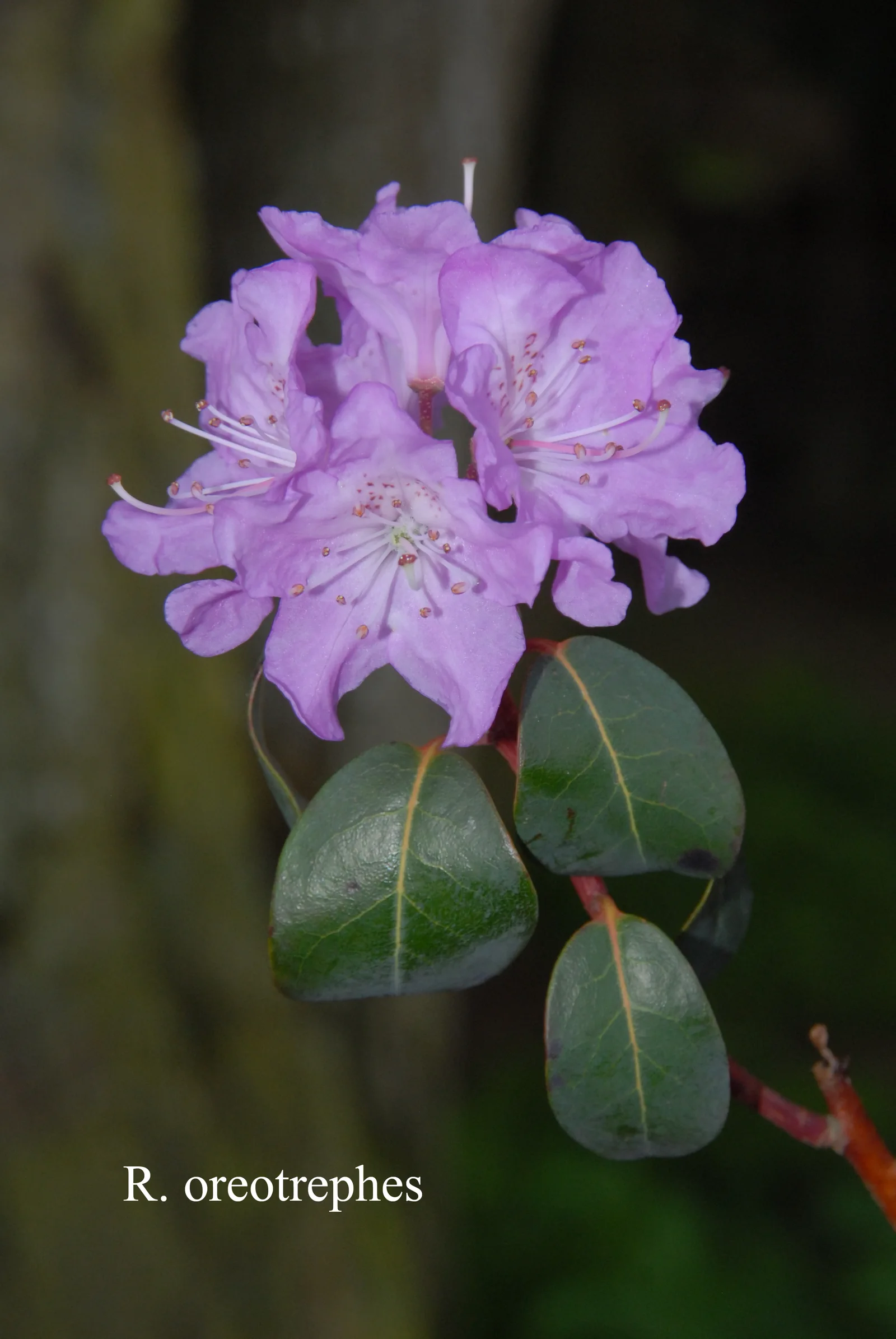 R. oreotrephes photo of R. oreotrephes. Location: Fearing's Farm Nursery, Abbotsford, BC, Canada. Photo by: Harold Fearing