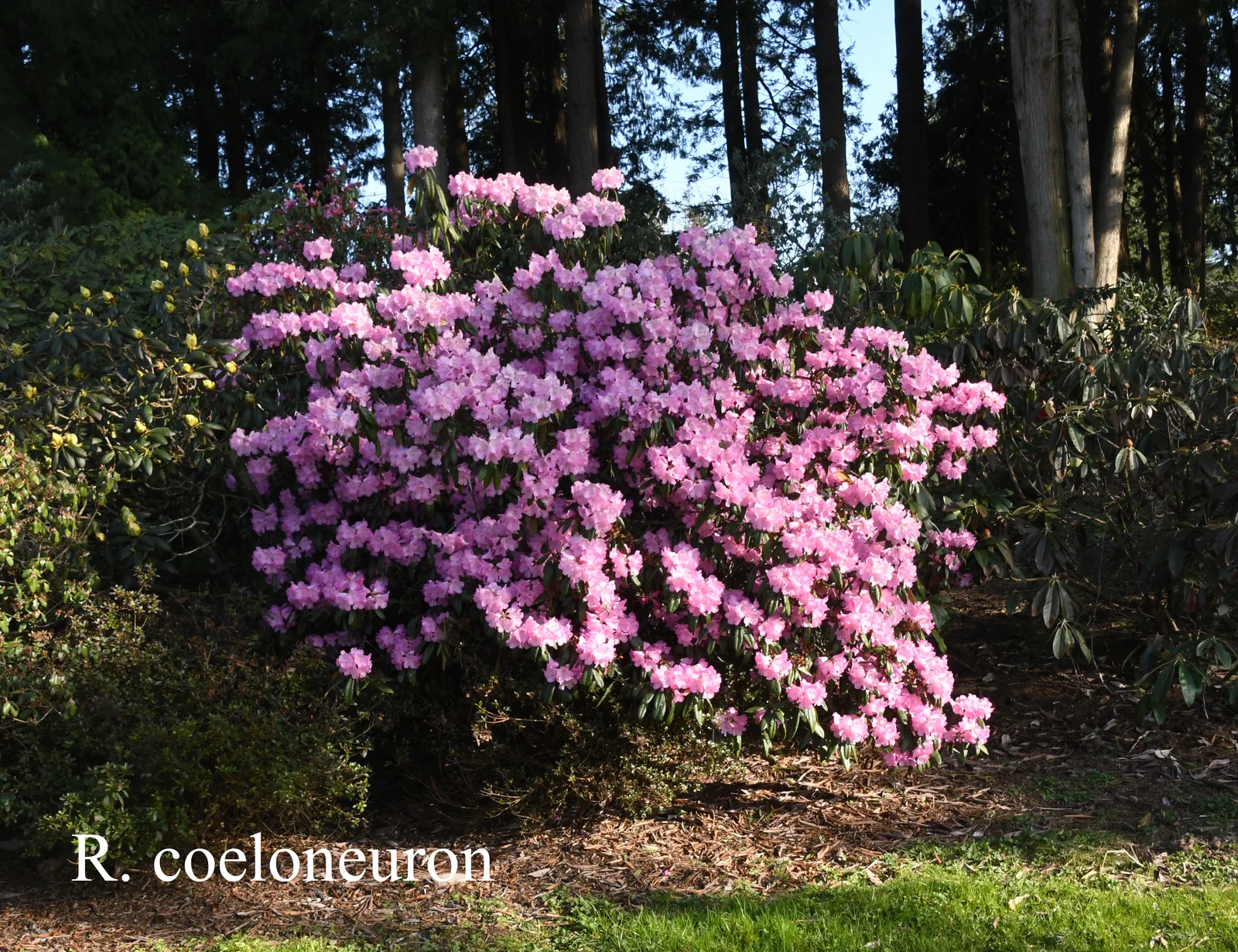 R. coeloneuron photo of R. coeloneuron. Collection Number: PW-22. Location: Fearing's Farm Nursery, Abbotsford, BC, Canada. Photo by: Harold Fearing